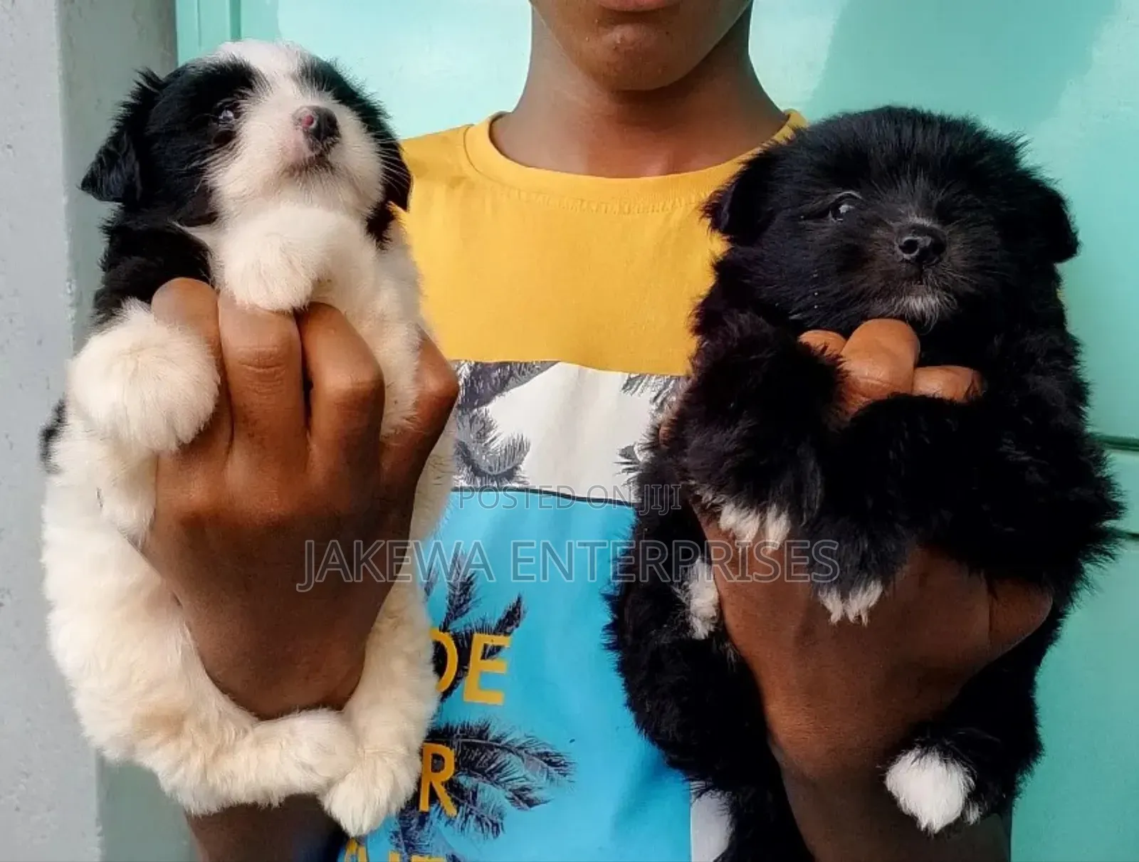 1-3 months Female Purebred Havanese