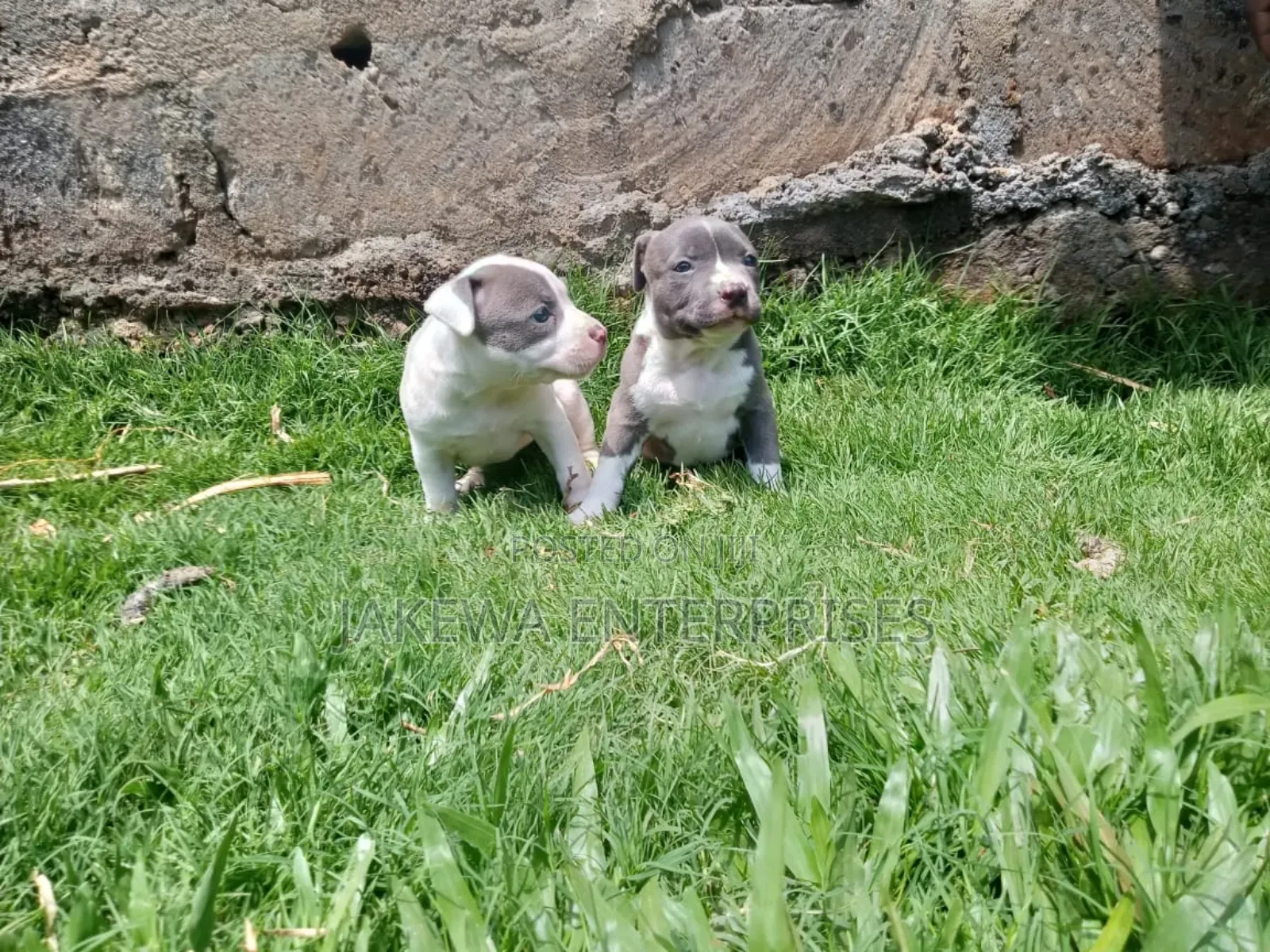 1-3 months Female Purebred American Bully