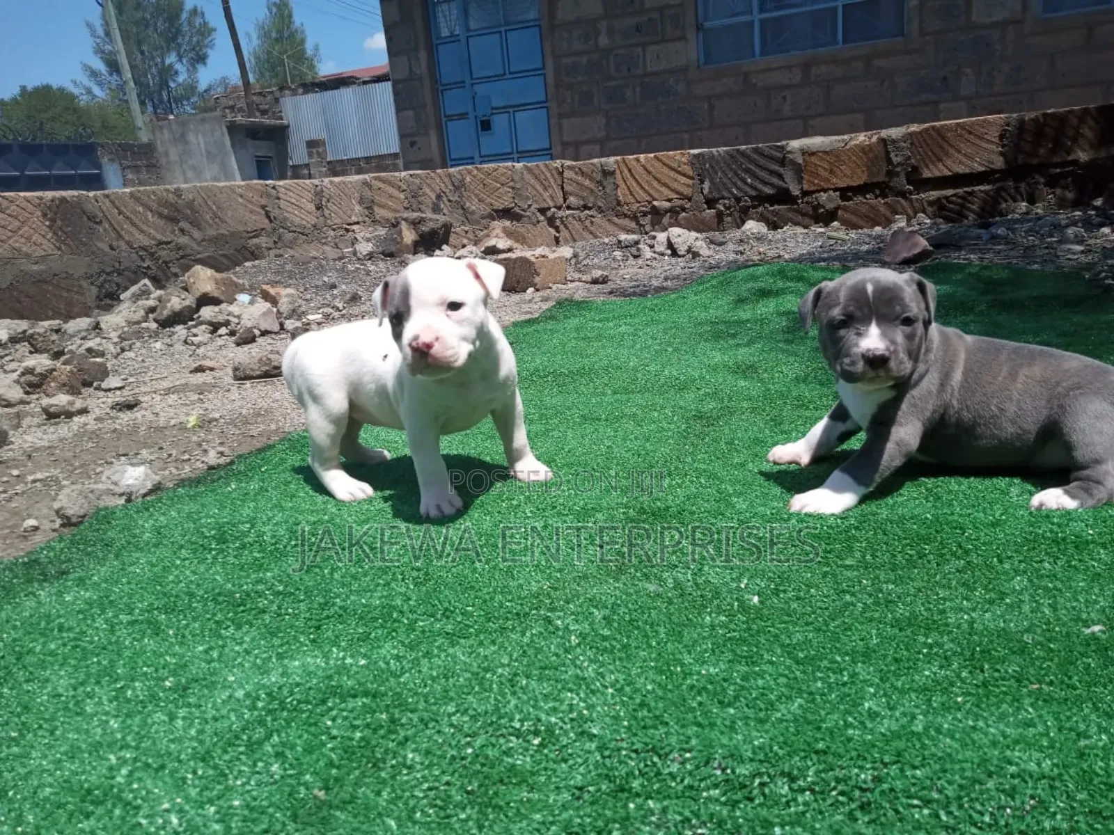 1-3 months Male Purebred American Bully