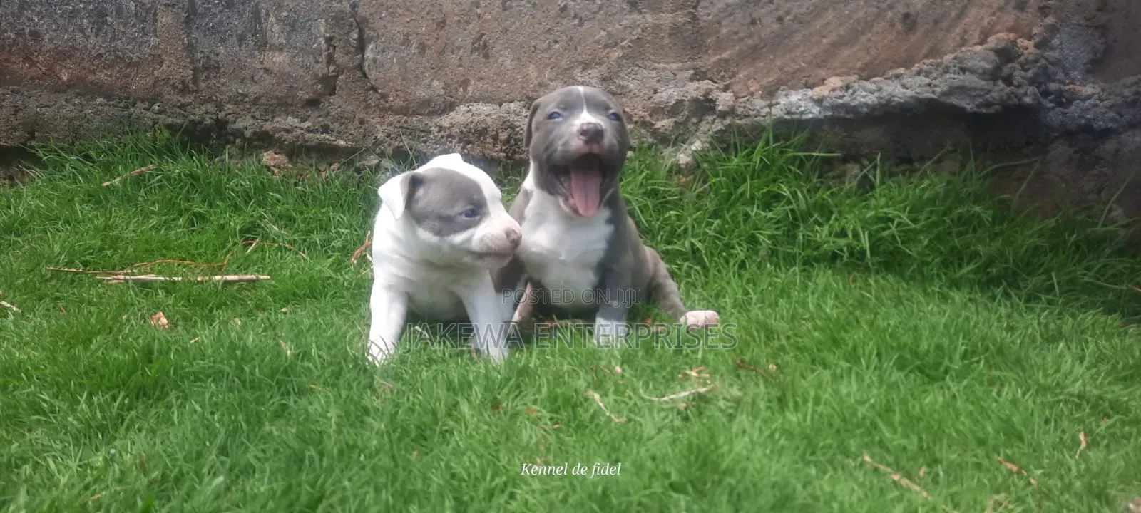 1-3 months Female Purebred American Bully