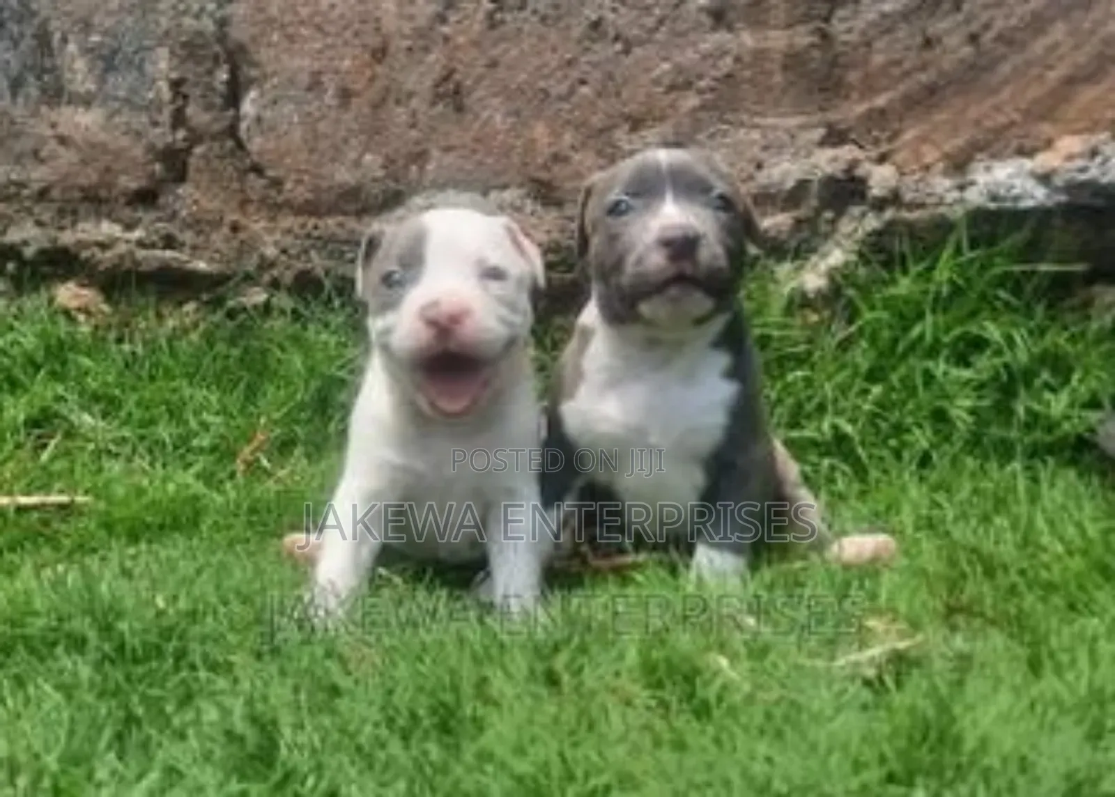 1-3 months Male Purebred American Bully
