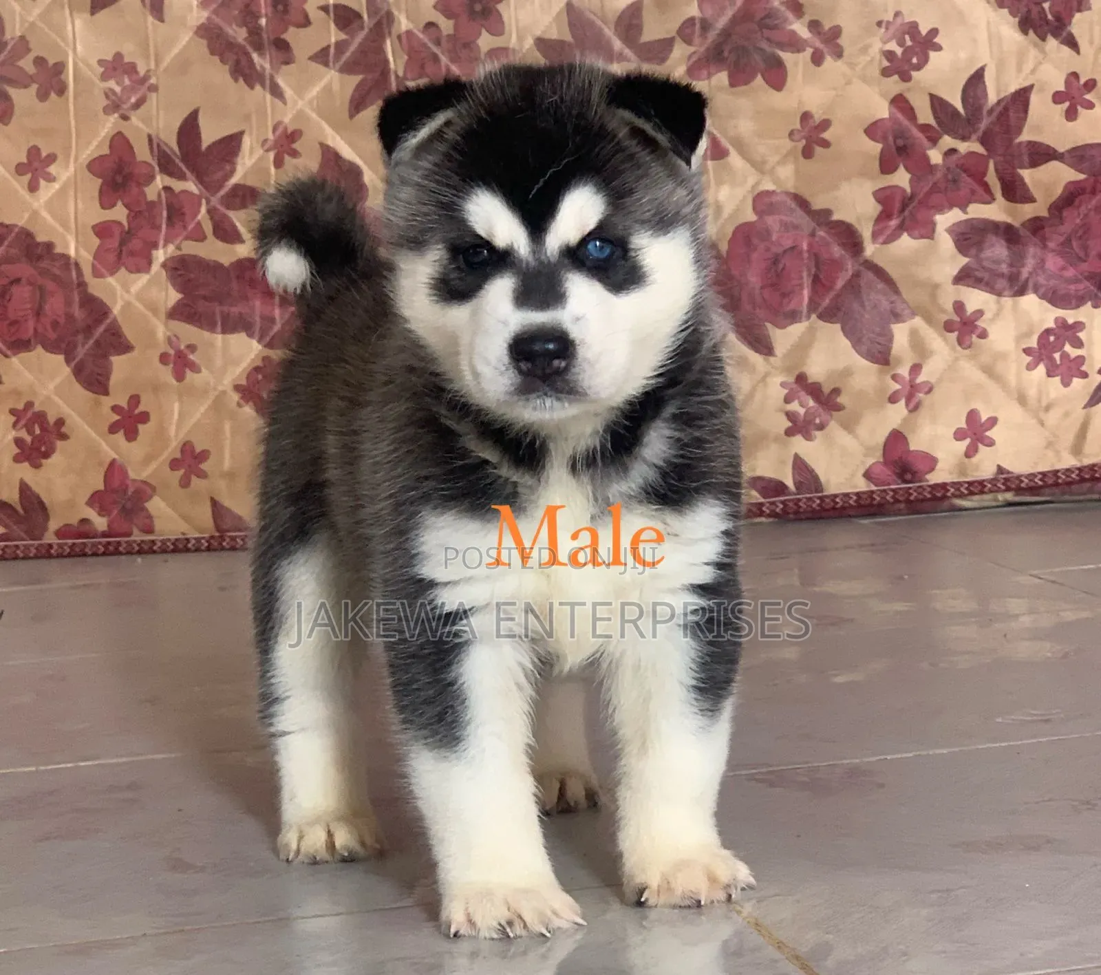 1-3 months Male Purebred Siberian Husky