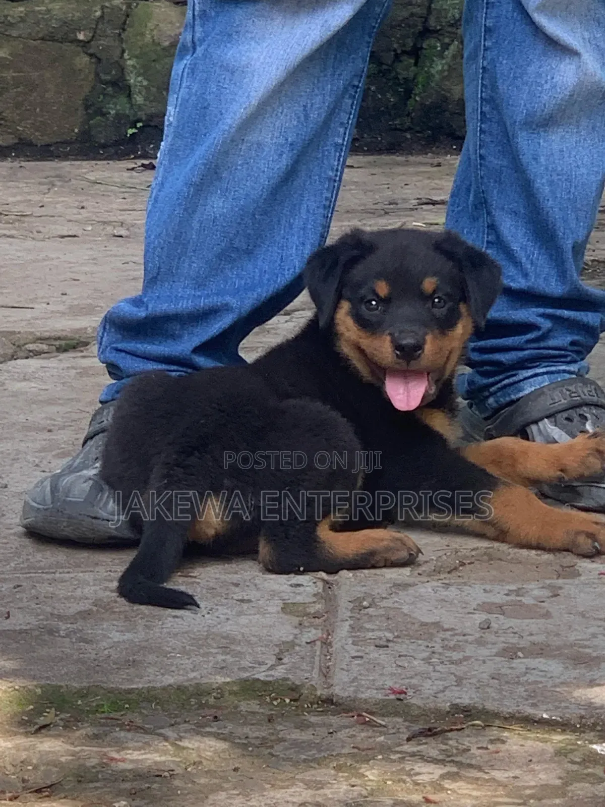 1-3 months Male Purebred Rottweiler