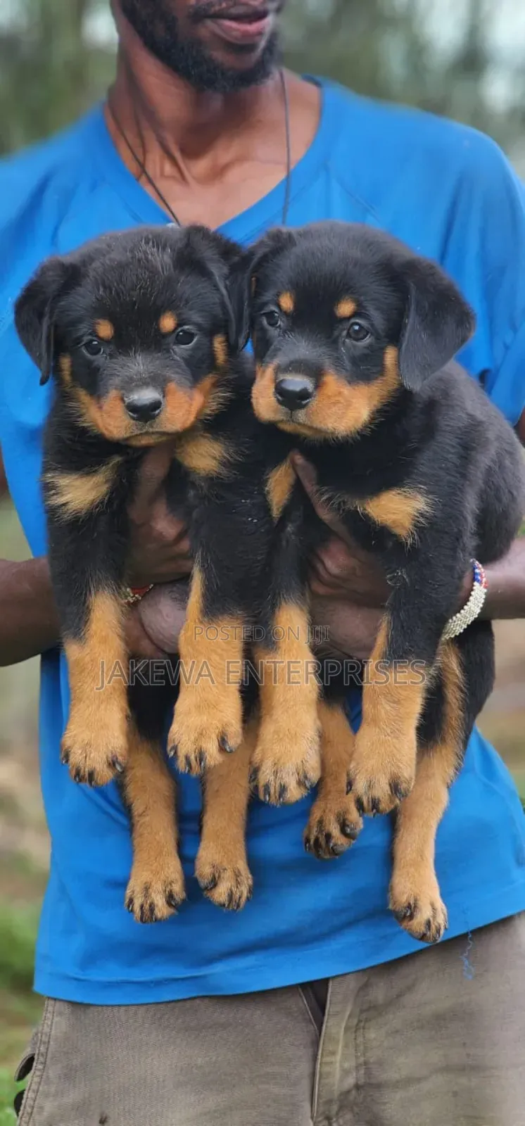 1-3 months Female Purebred Rottweiler