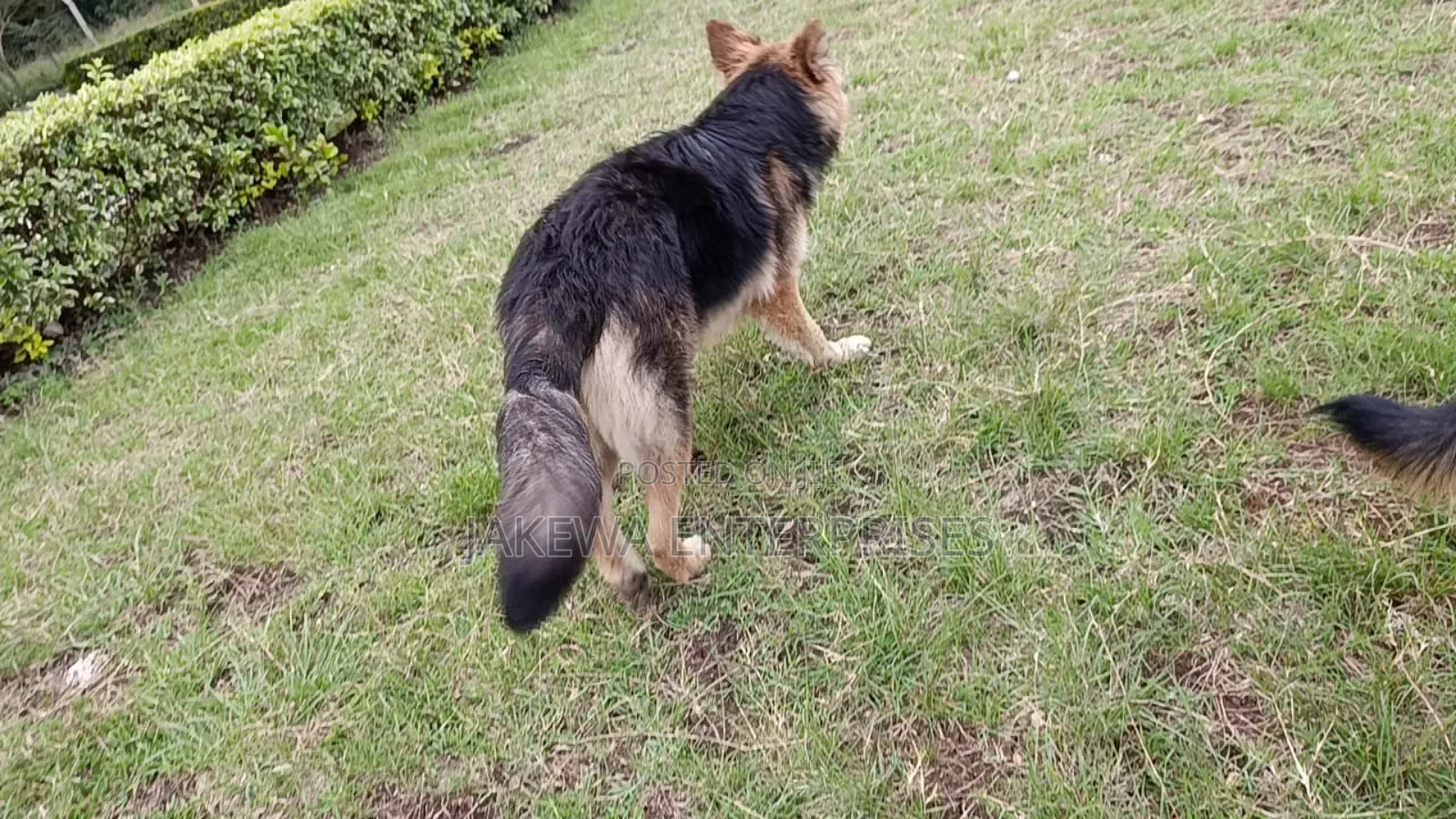 6-12 months Male Purebred German Shepherd