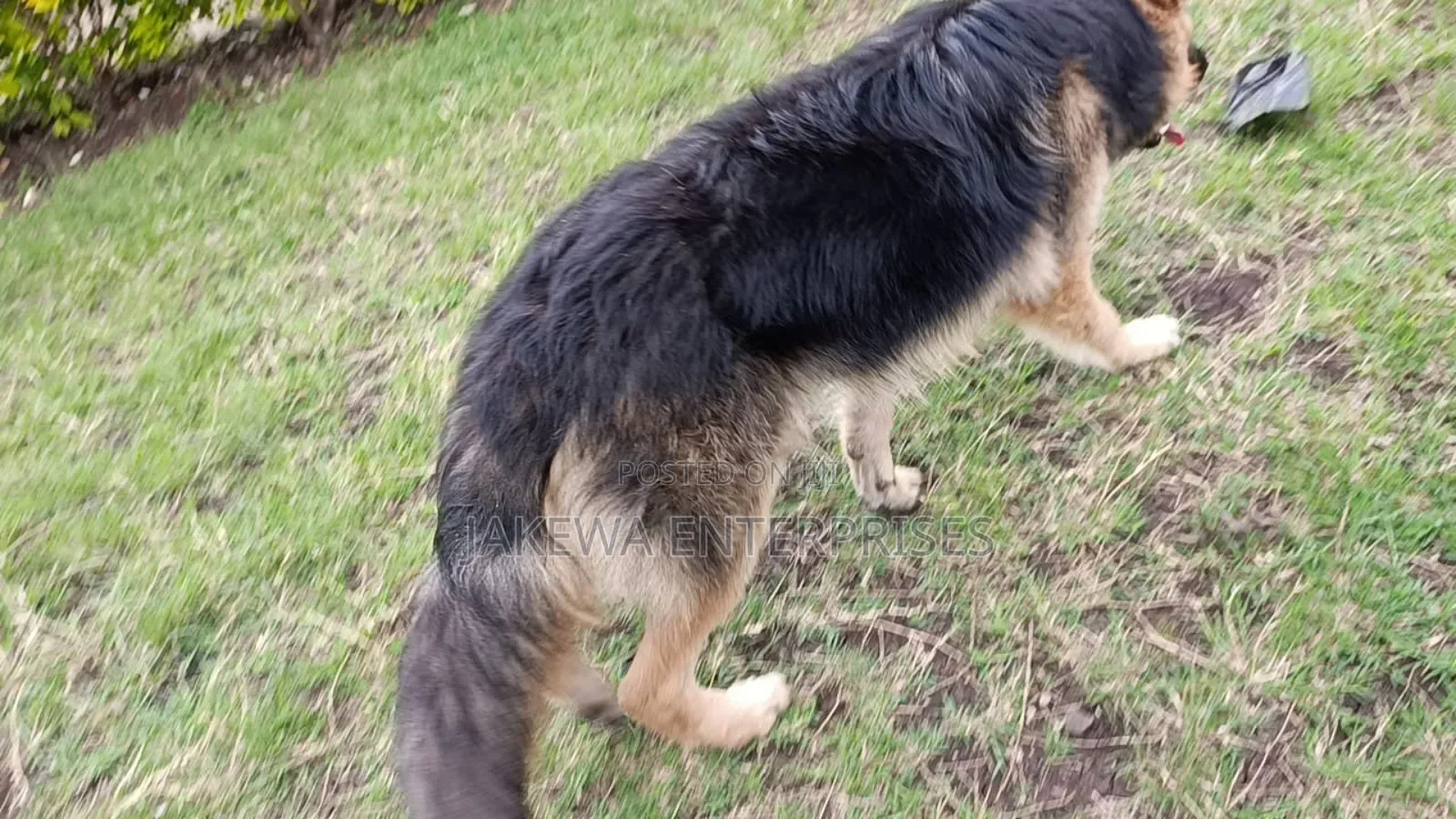 6-12 months Male Purebred German Shepherd