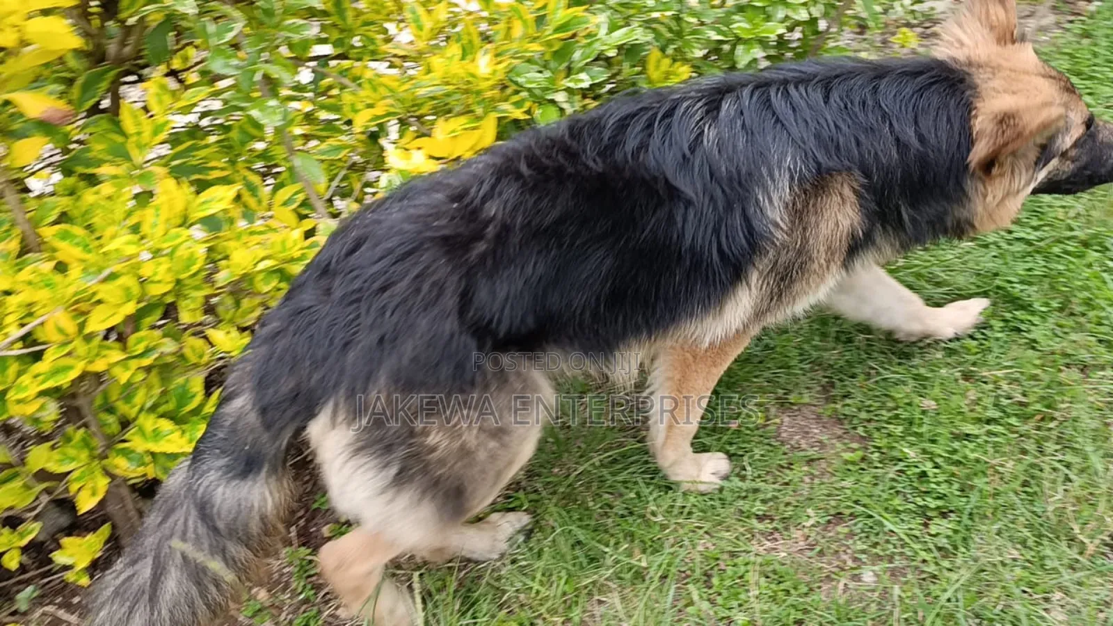 6-12 months Male Purebred German Shepherd