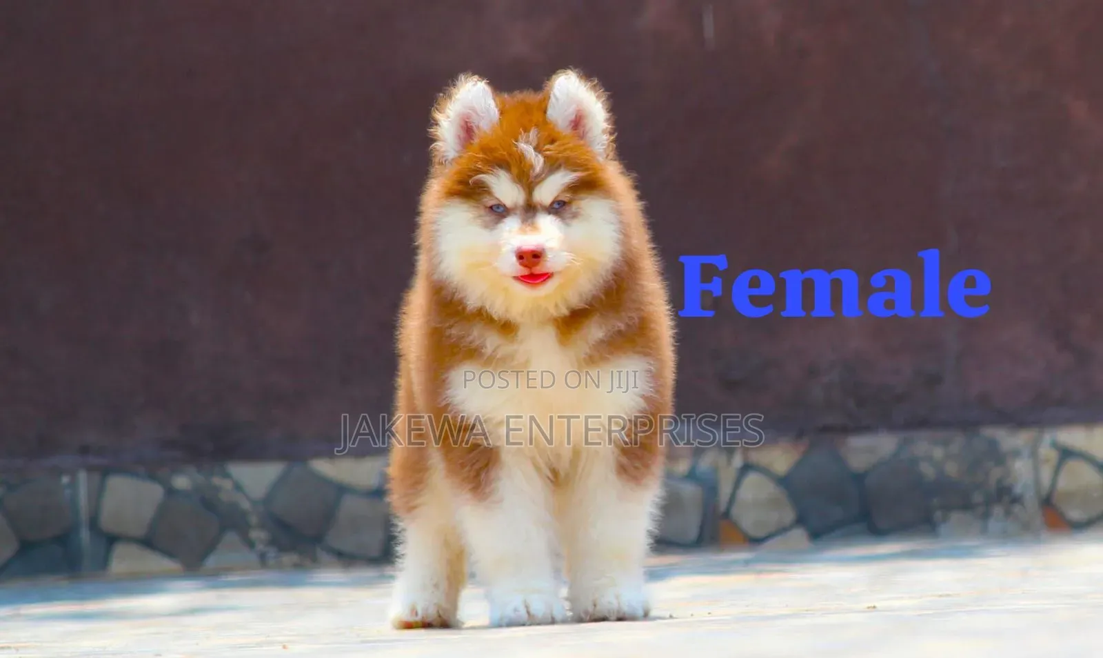 1-3 months Female Purebred Siberian Husky