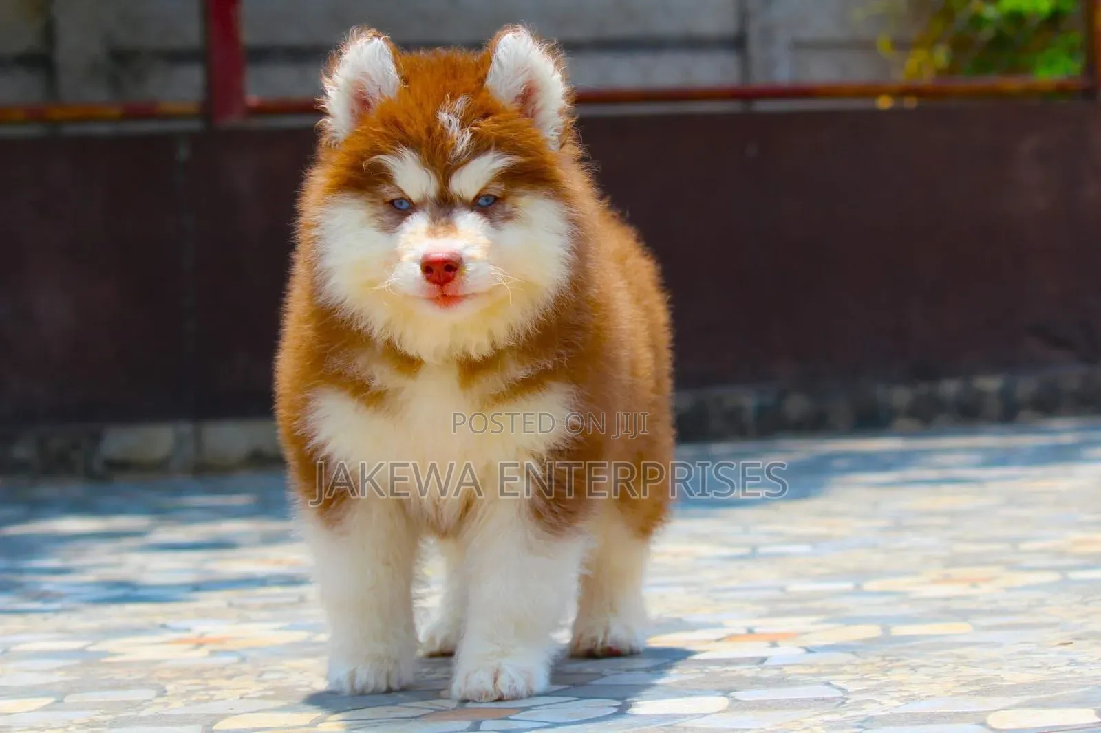 1-3 months Female Purebred Siberian Husky