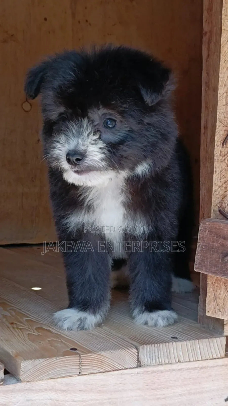 1-3 months Male Purebred Havanese