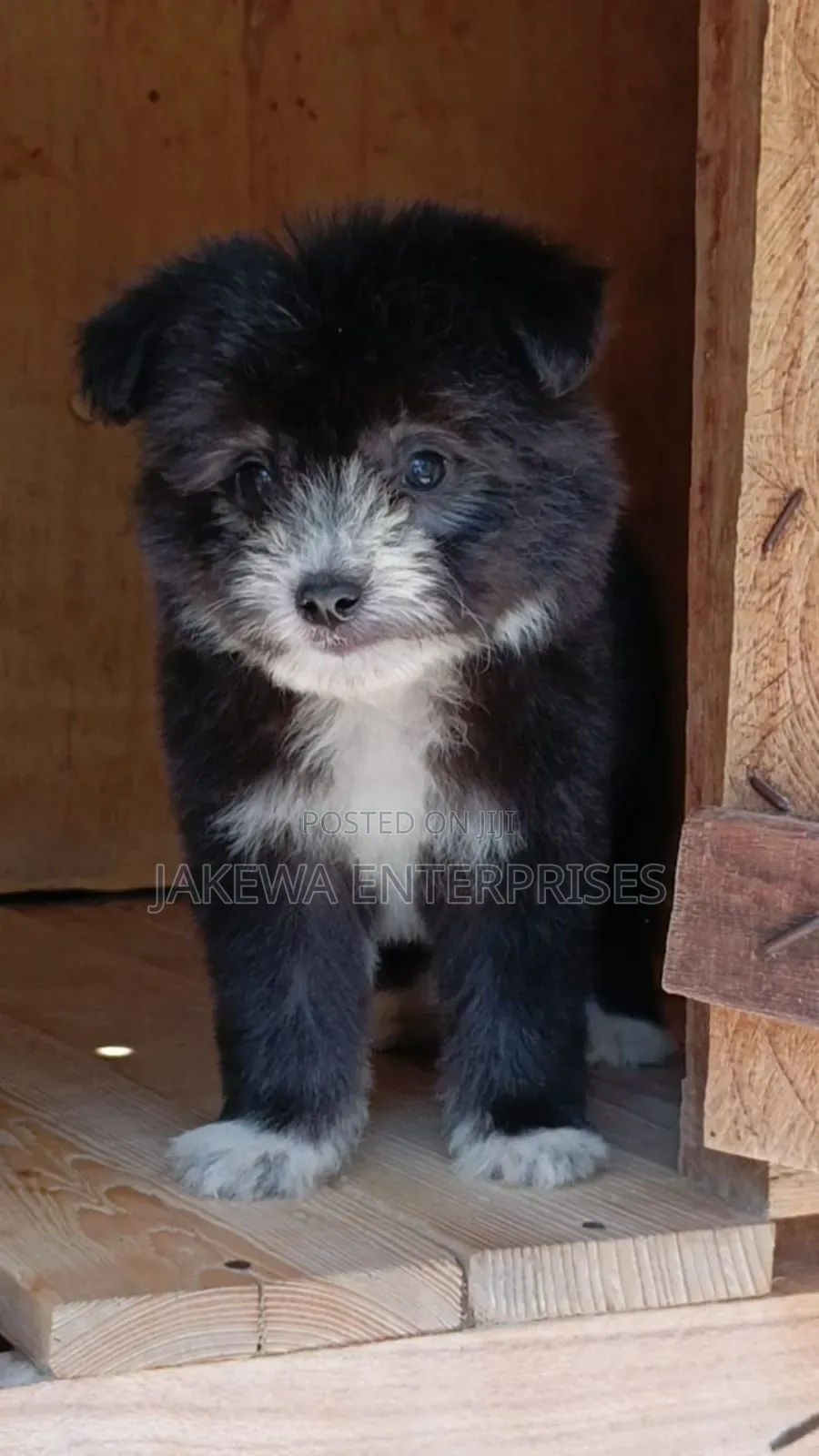 1-3 months Male Purebred Havanese