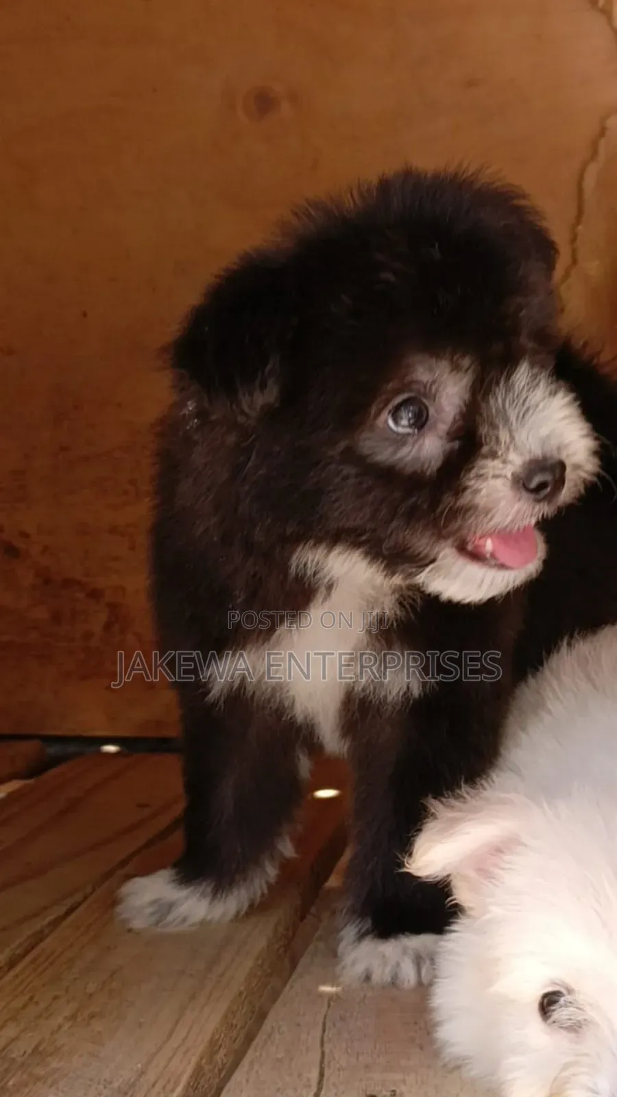 1-3 months Male Purebred Havanese
