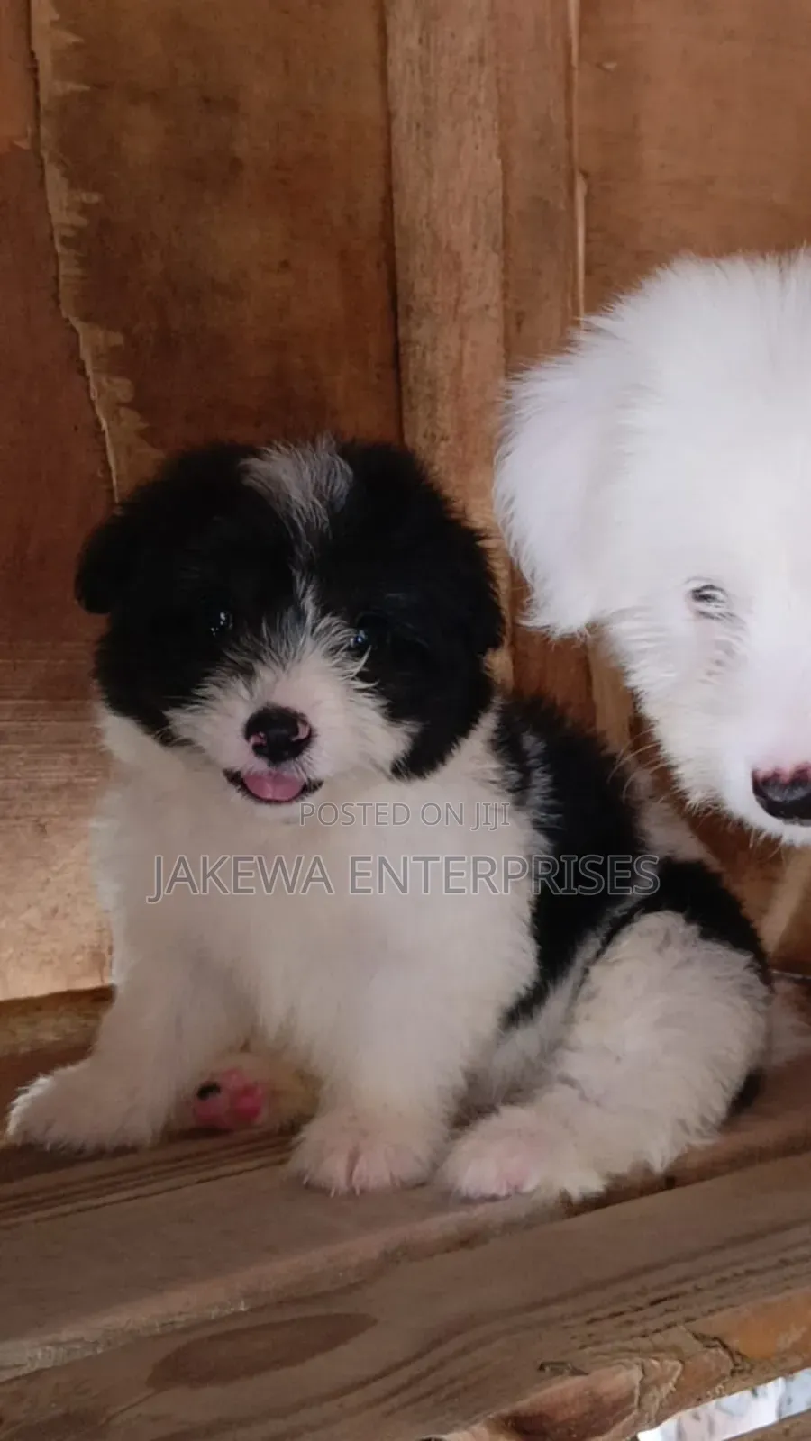 1-3 months Female Purebred Havanese