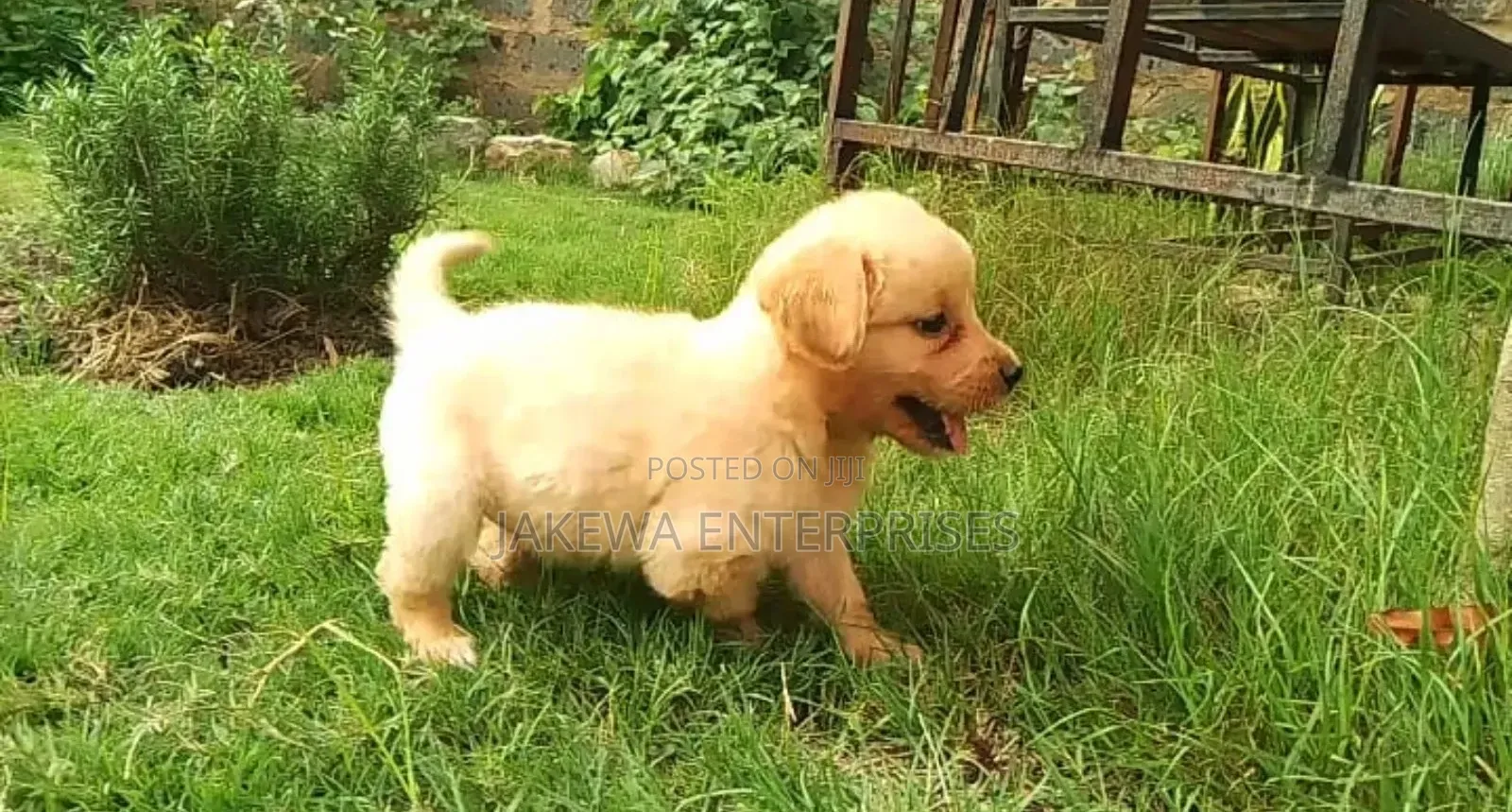 1-3 months Female Purebred Golden Retriever