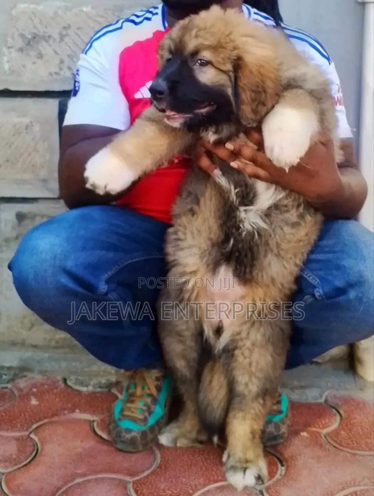1-3 months Male Purebred Caucasian Shepherd