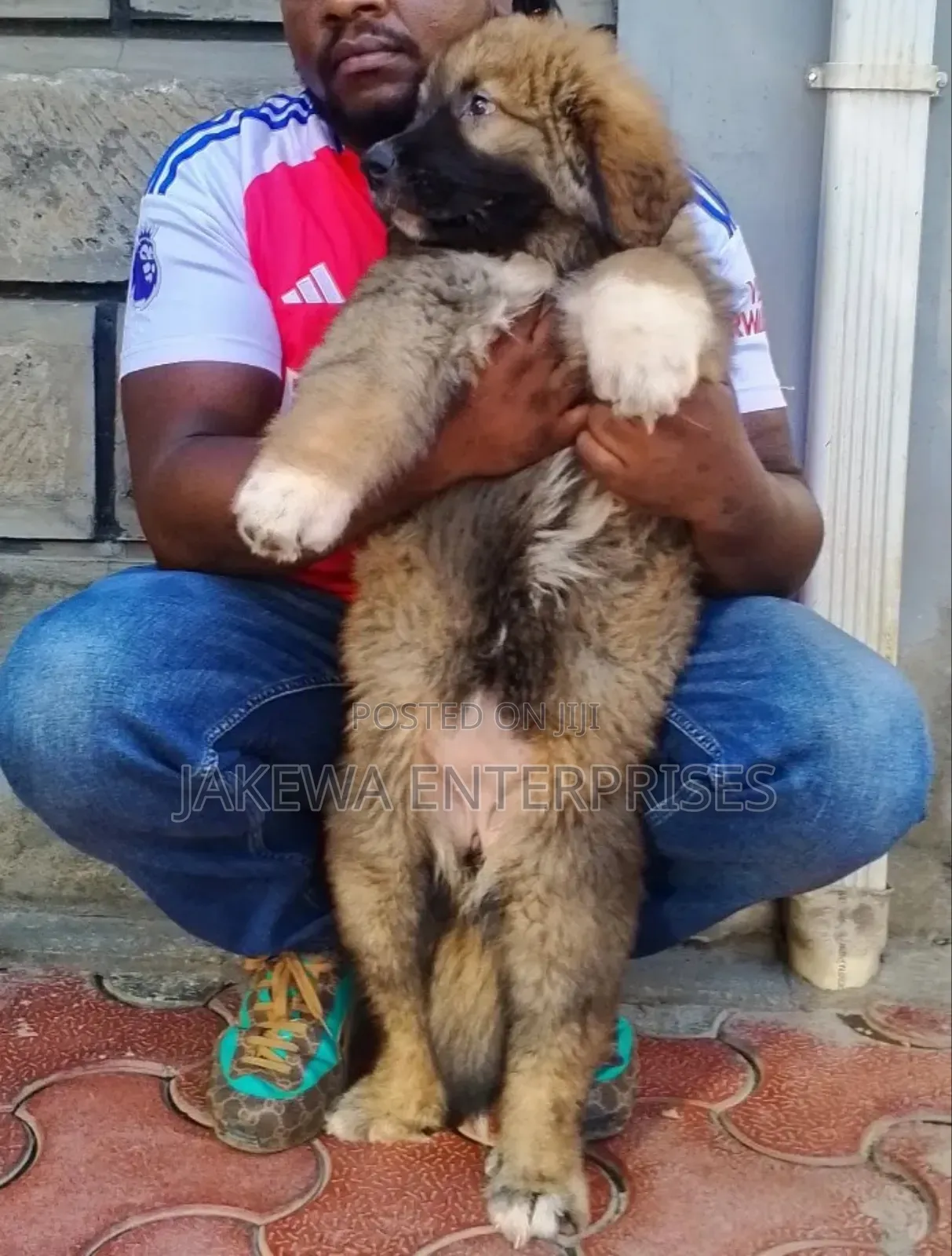1-3 months Male Purebred Caucasian Shepherd