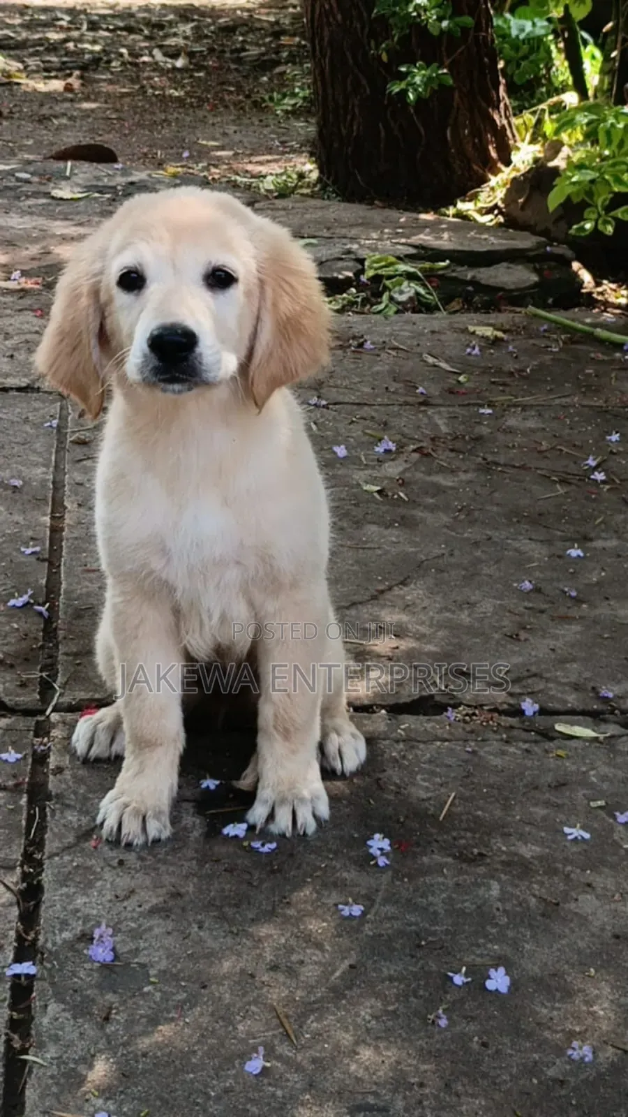 1-3 months Female Purebred Golden Retriever