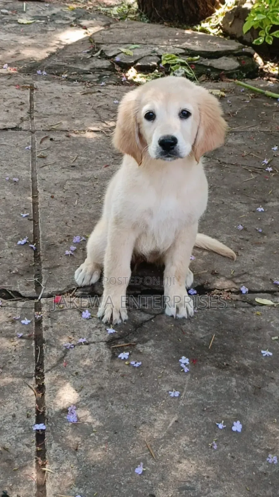1-3 months Female Purebred Golden Retriever