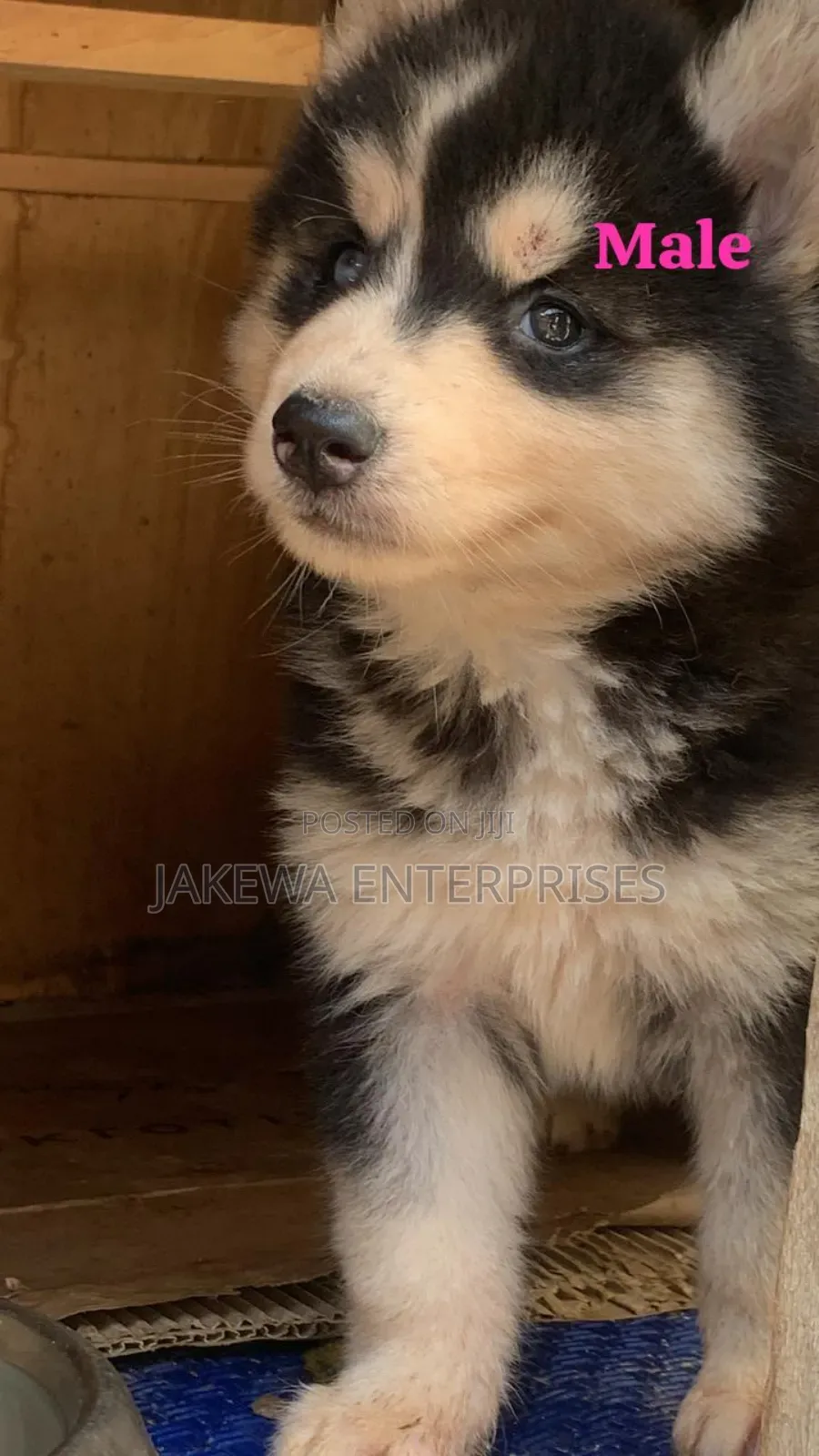 1-3 months Male Purebred Siberian Husky