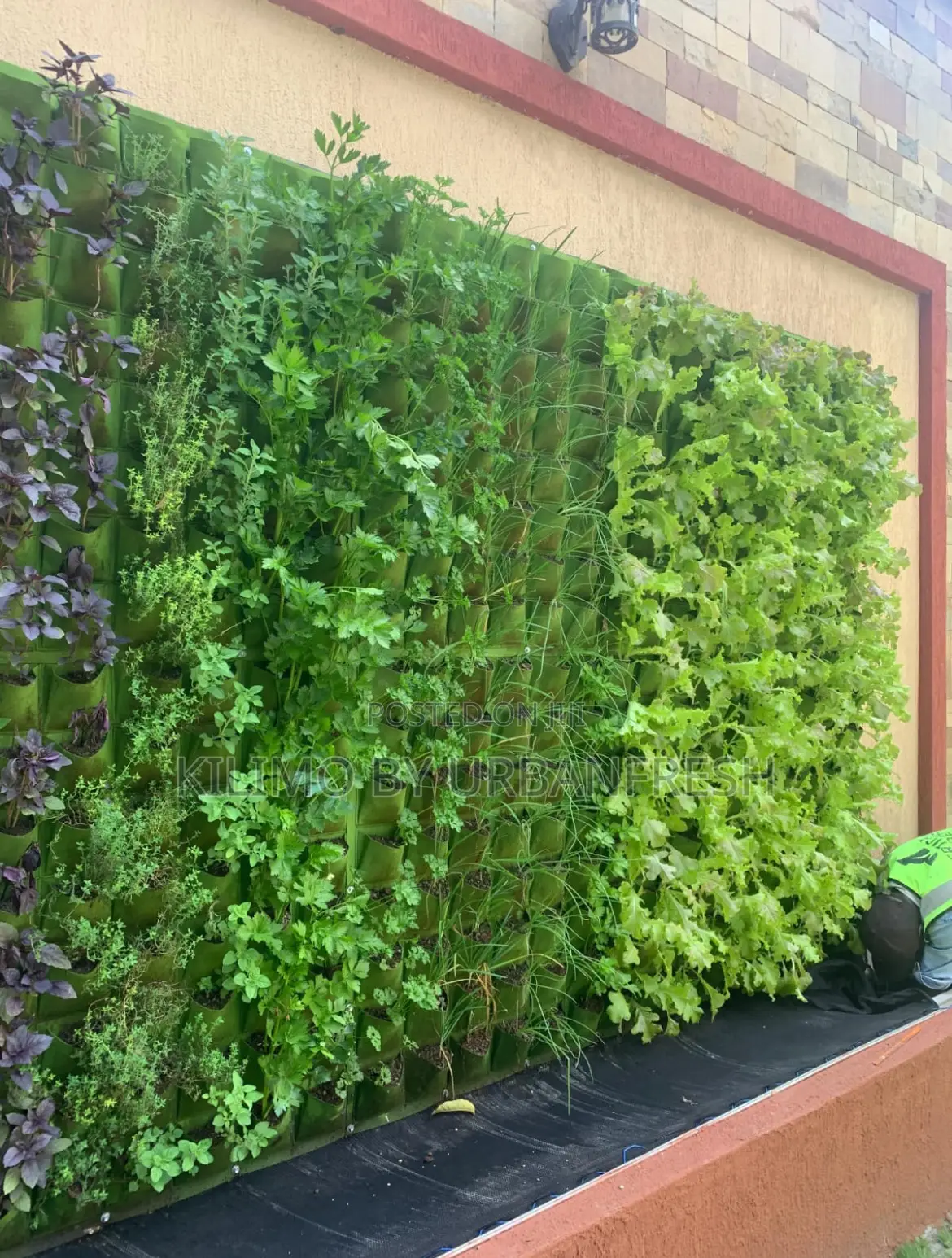 Vertical Live Walls Can Plant Vegetables / Herbs / Flowers