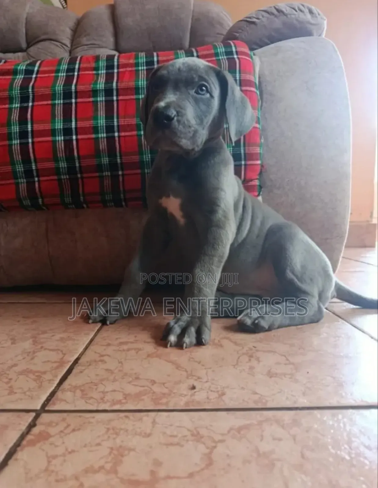 1-3 months Female Purebred Boerboel