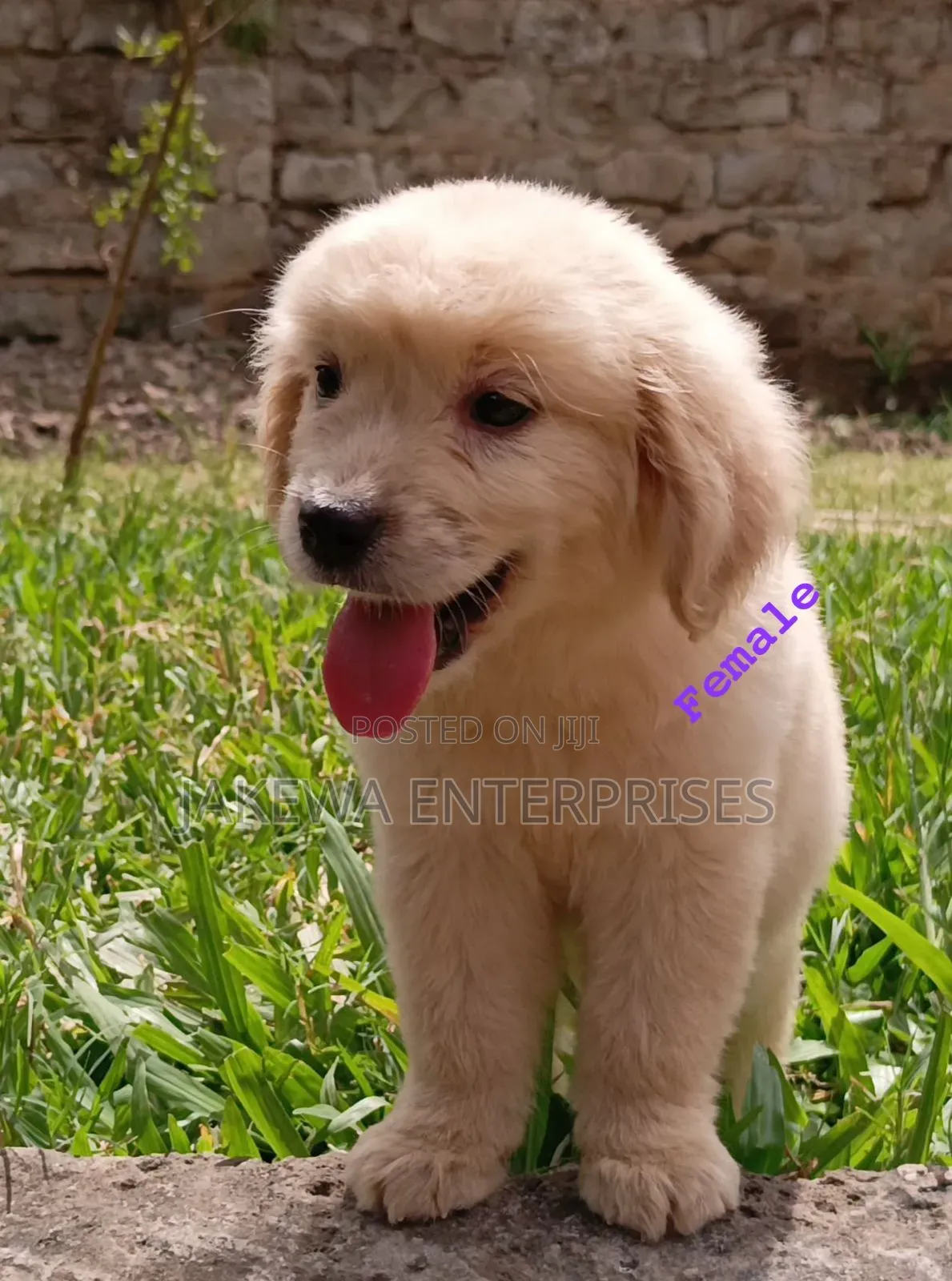 1-3 months Female Purebred Golden Retriever