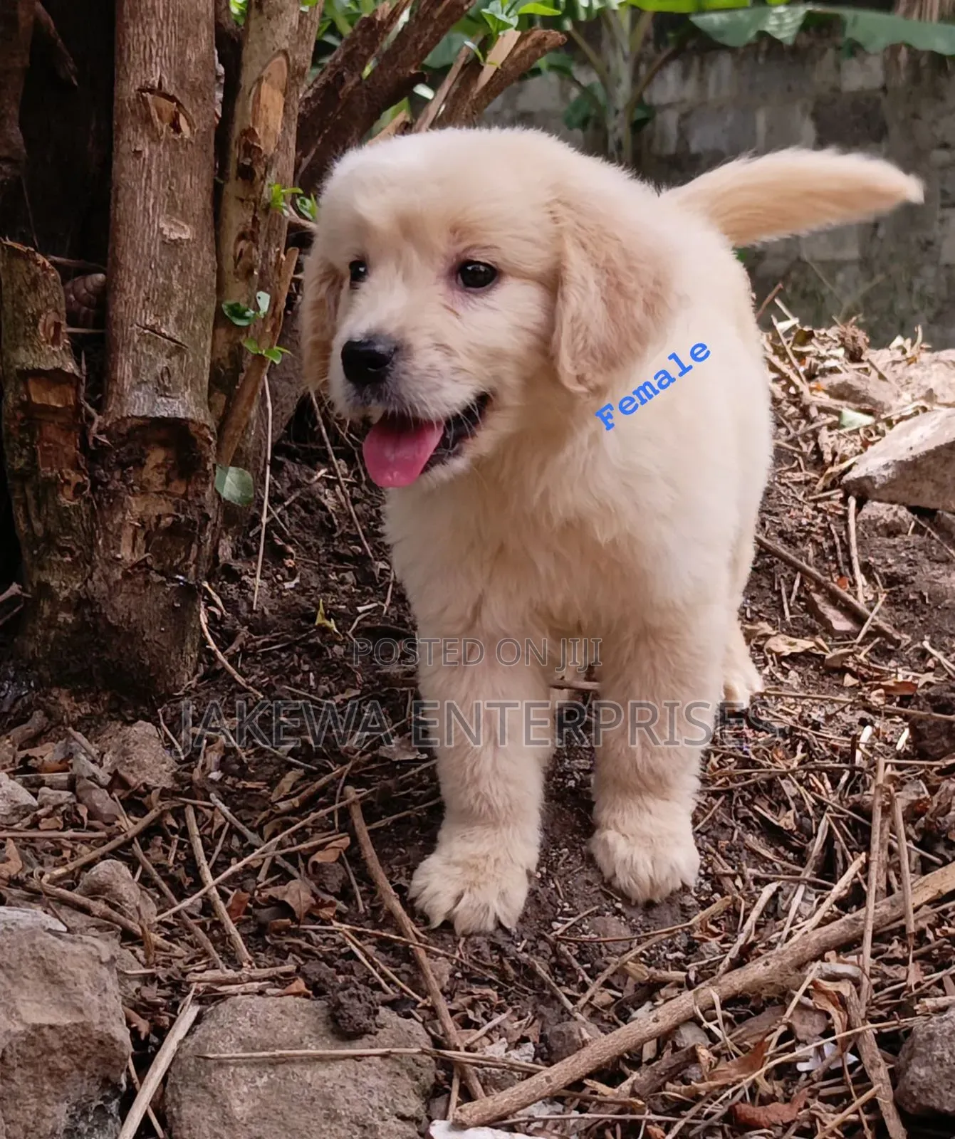 1-3 months Female Purebred Golden Retriever
