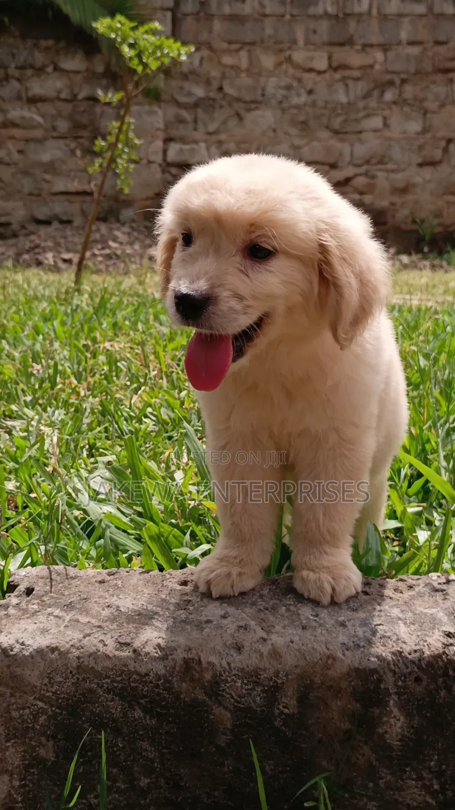 1-3 months Male Purebred Golden Retriever