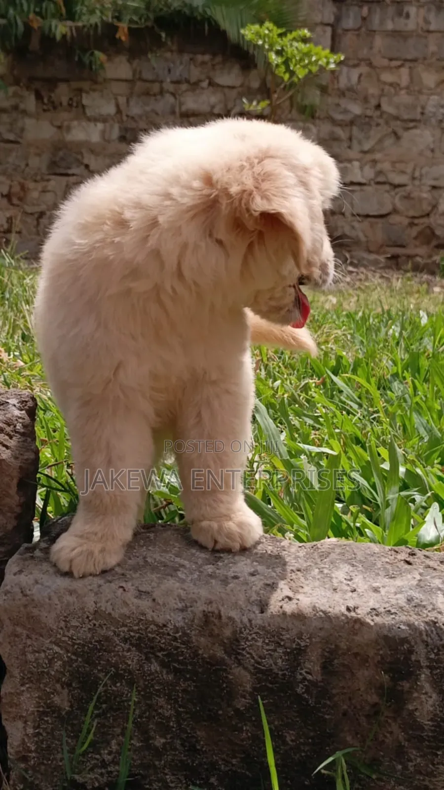 1-3 months Male Purebred Golden Retriever