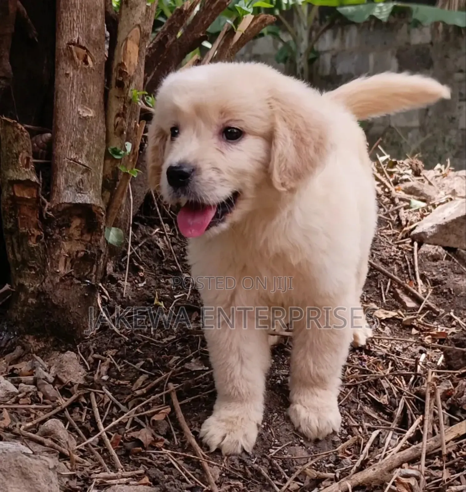 1-3 months Male Purebred Golden Retriever