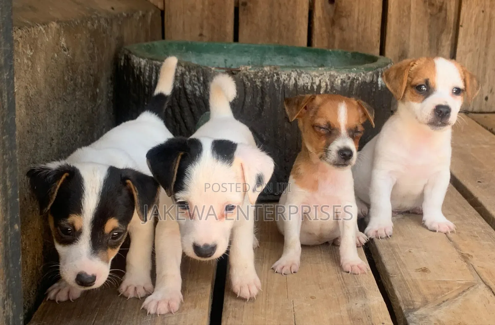 1-3 months Female Purebred Jack Russell Terrier