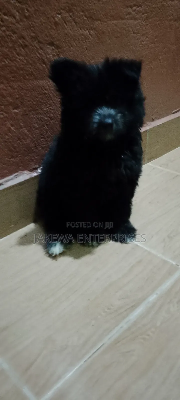 1-3 months Male Purebred Havanese