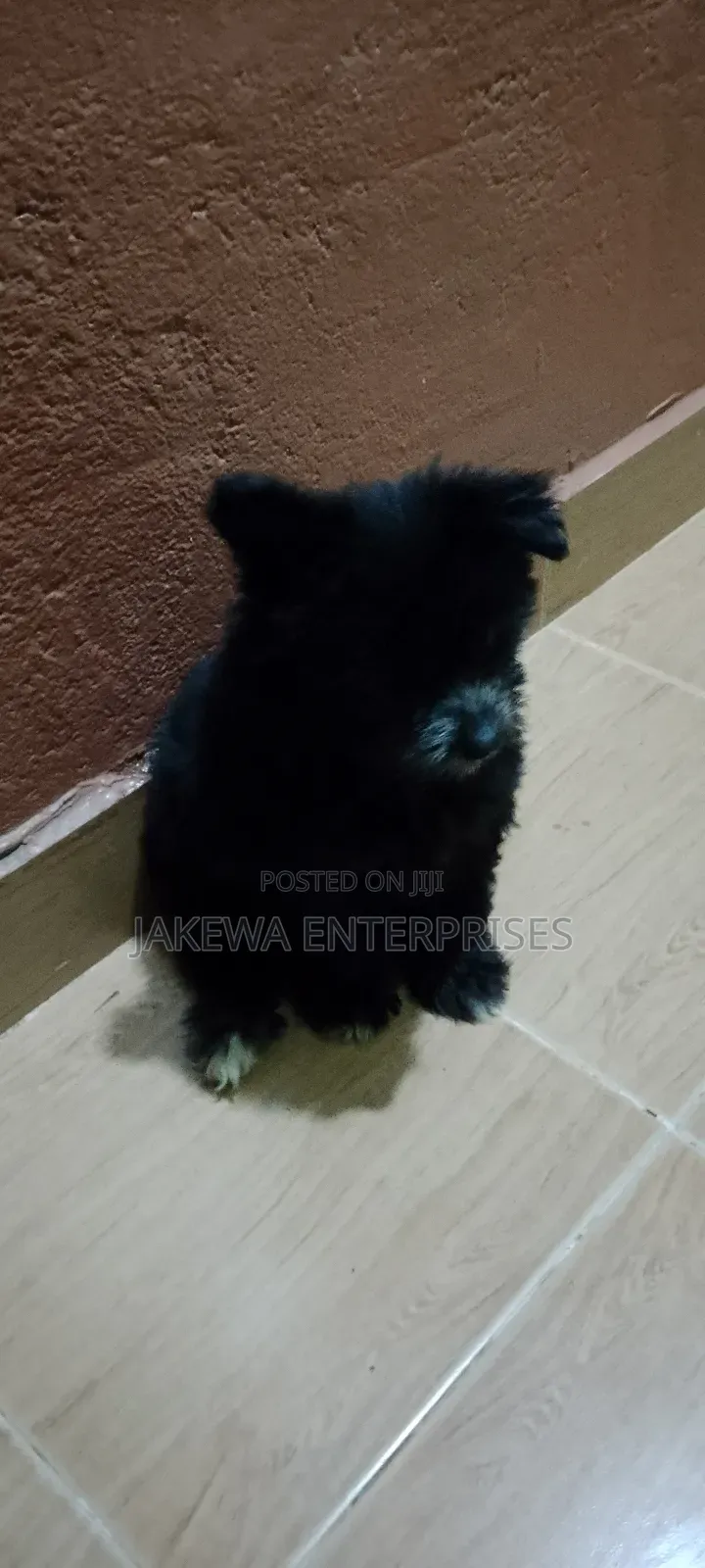 1-3 months Male Purebred Havanese