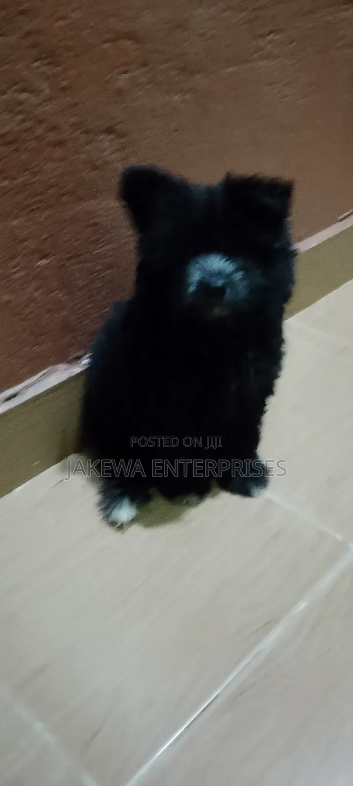 1-3 months Male Purebred Havanese