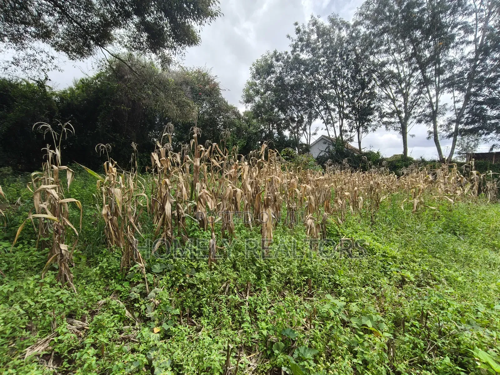 Gated Residential Eighth Acre Corner Plot in Kerarapon Ngong