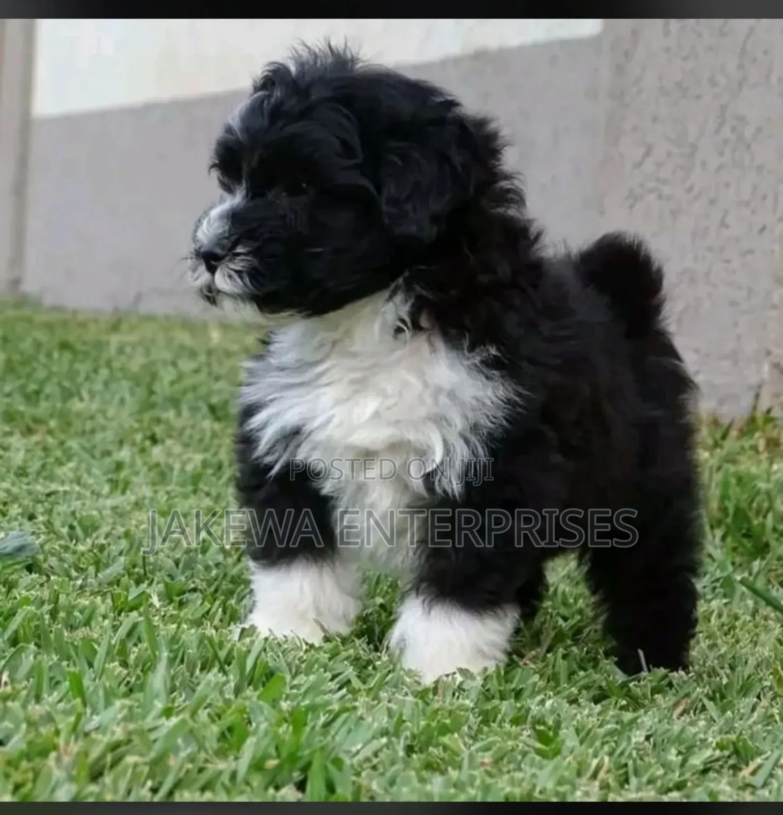 1-3 months Male Purebred Havanese