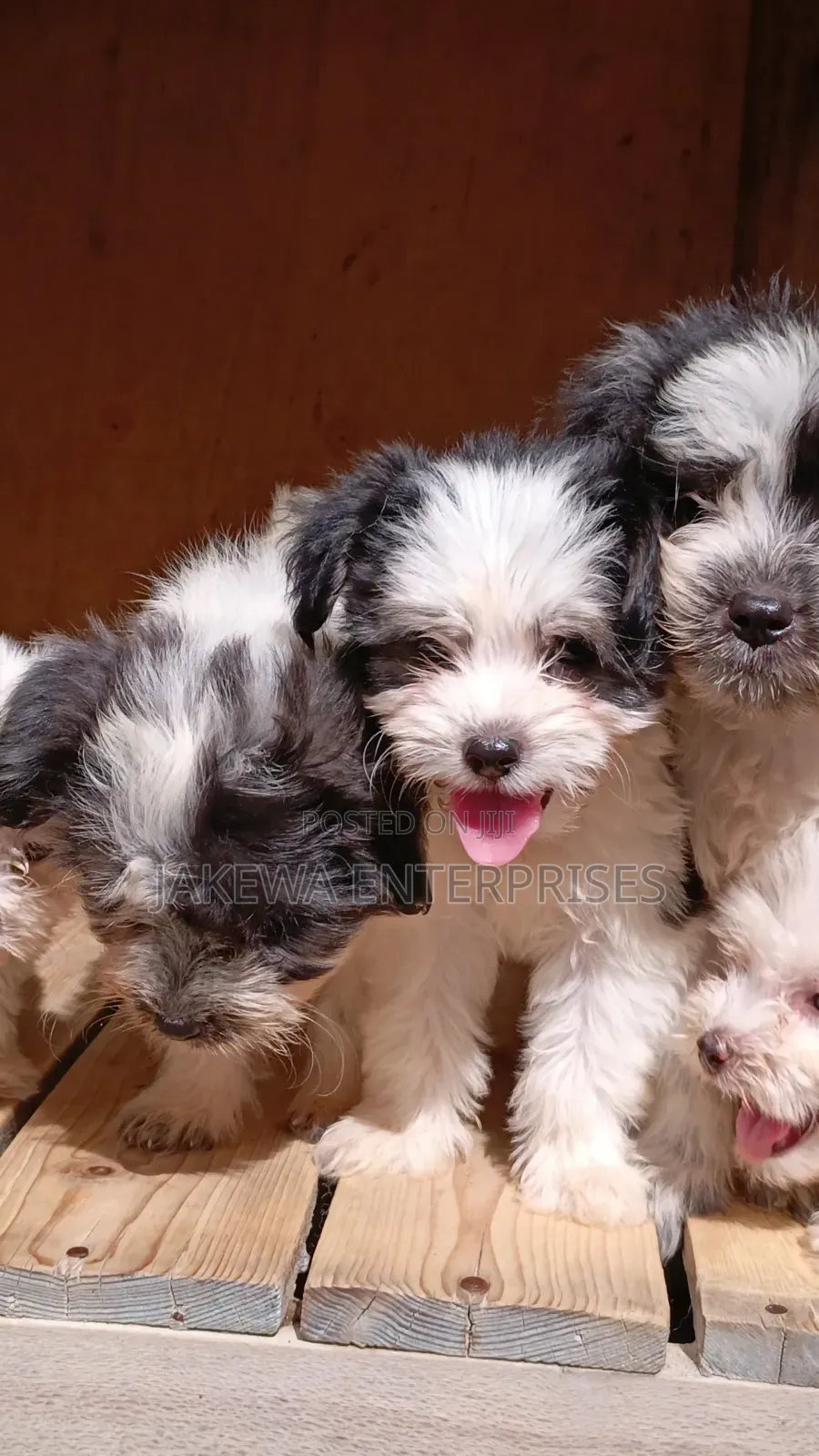 1-3 months Female Purebred Havanese