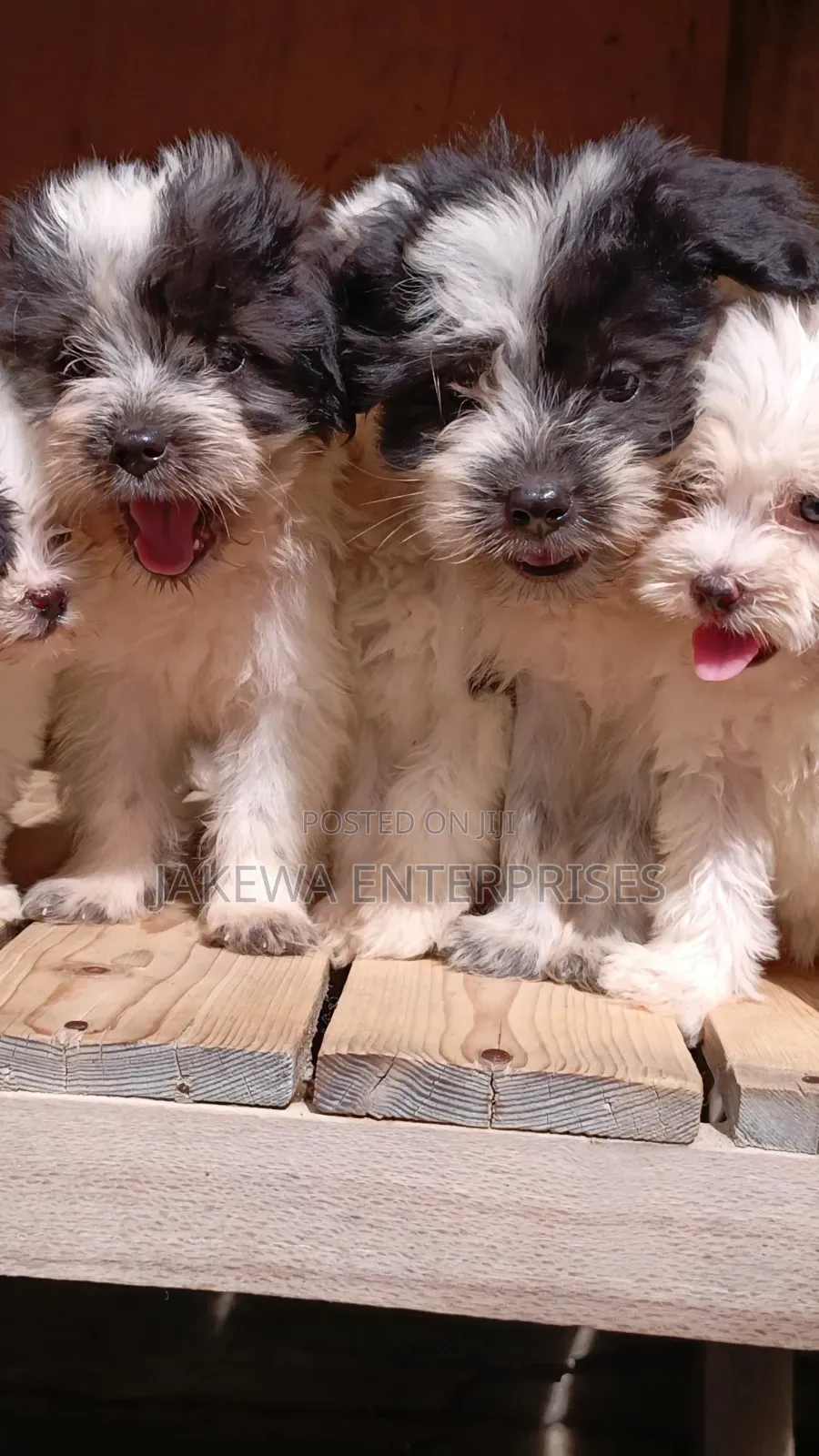 1-3 months Female Purebred Havanese
