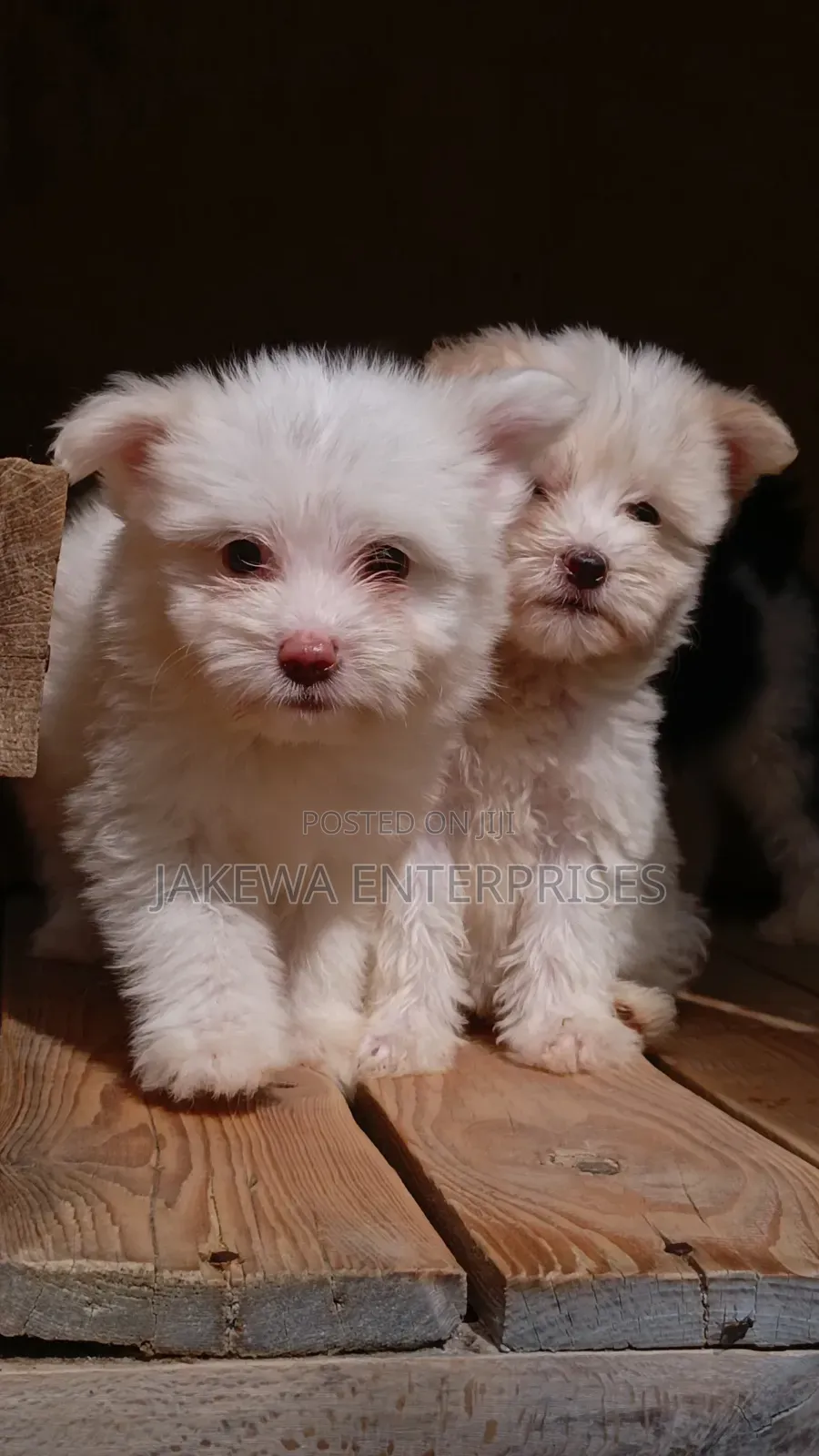1-3 months Male Purebred Havanese