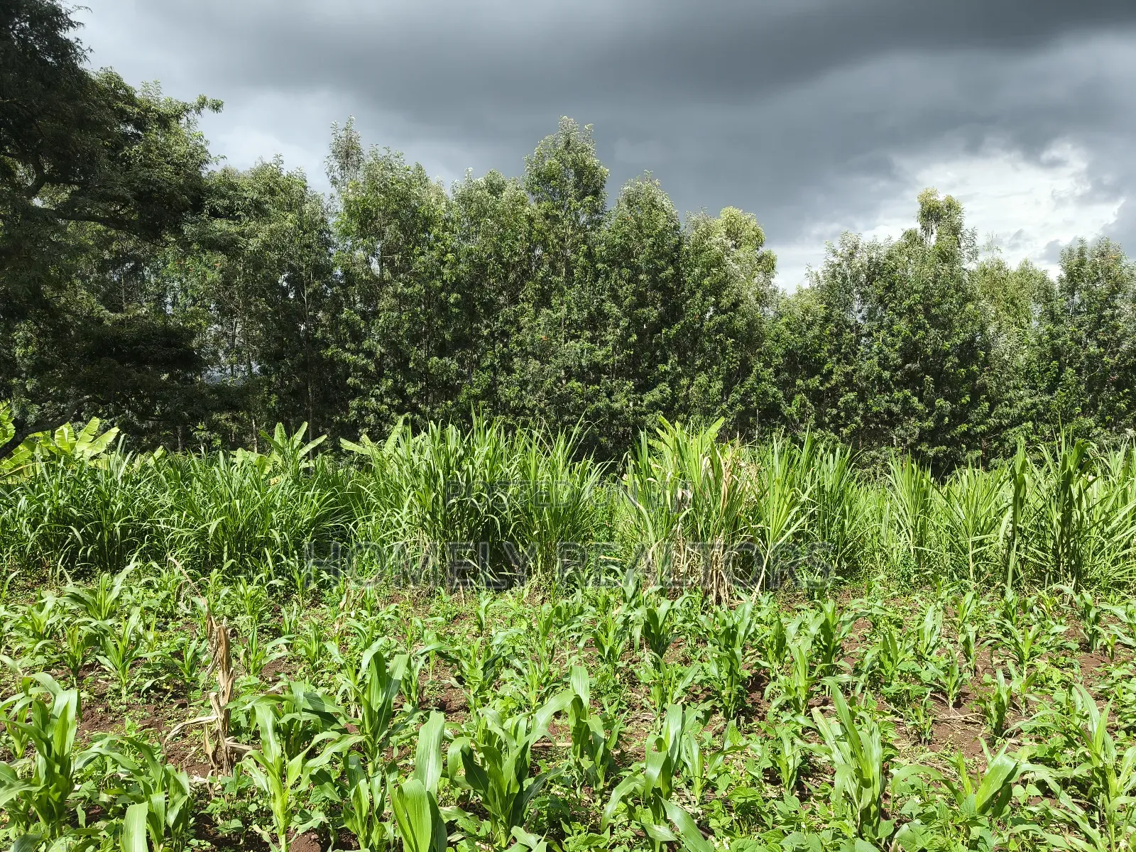 Residential Quarter Acre Plot in Ngong, Matasia Near Silanga