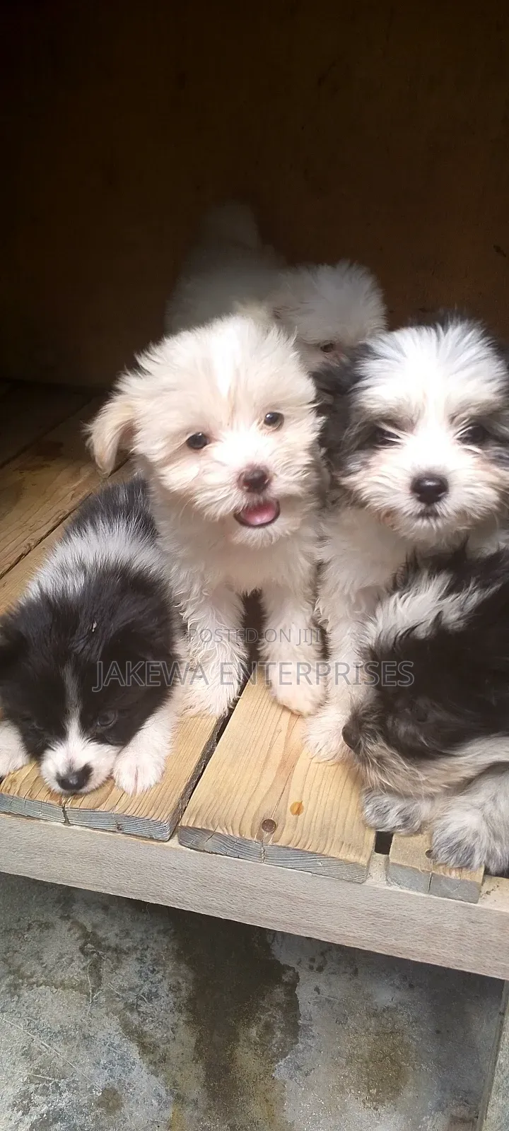 1-3 months Female Purebred Havanese