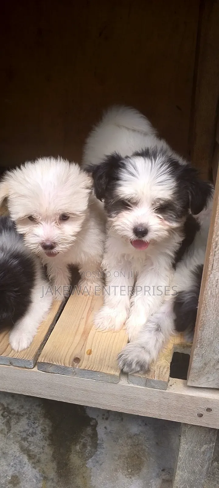 1-3 months Male Purebred Havanese