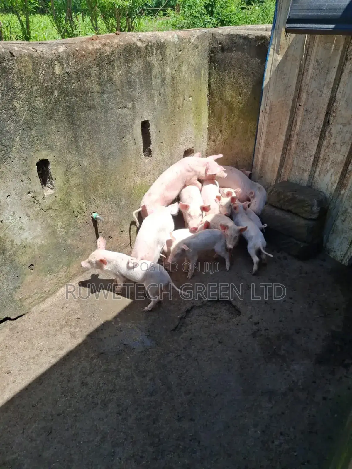 Piglet for Sale
