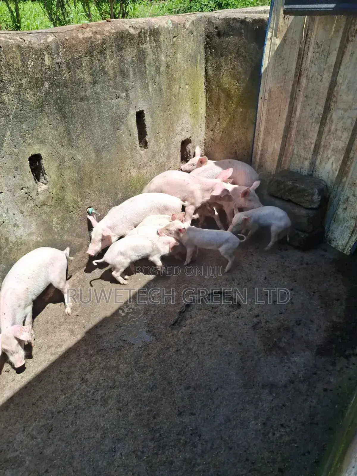 Piglet for Sale