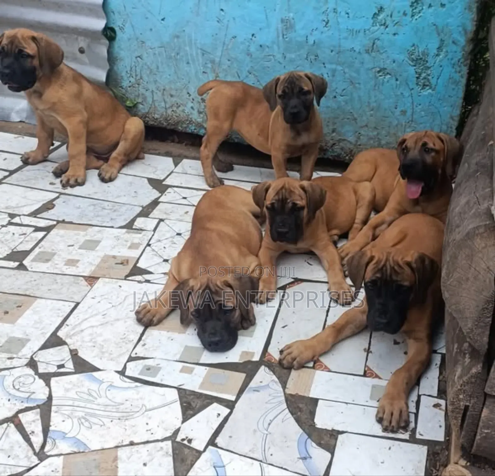 1-3 months Female Purebred Boerboel