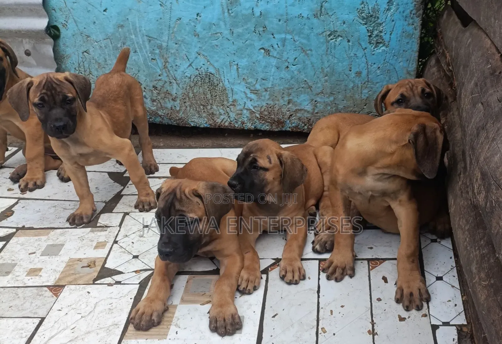 1-3 months Male Purebred Boerboel