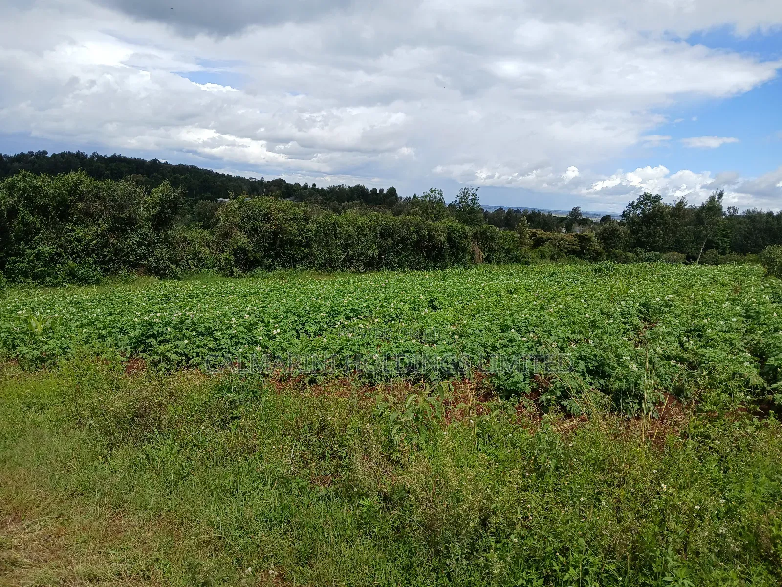 Distress! Prime Redsoil 50 by 100 Plot in Upper Matasia