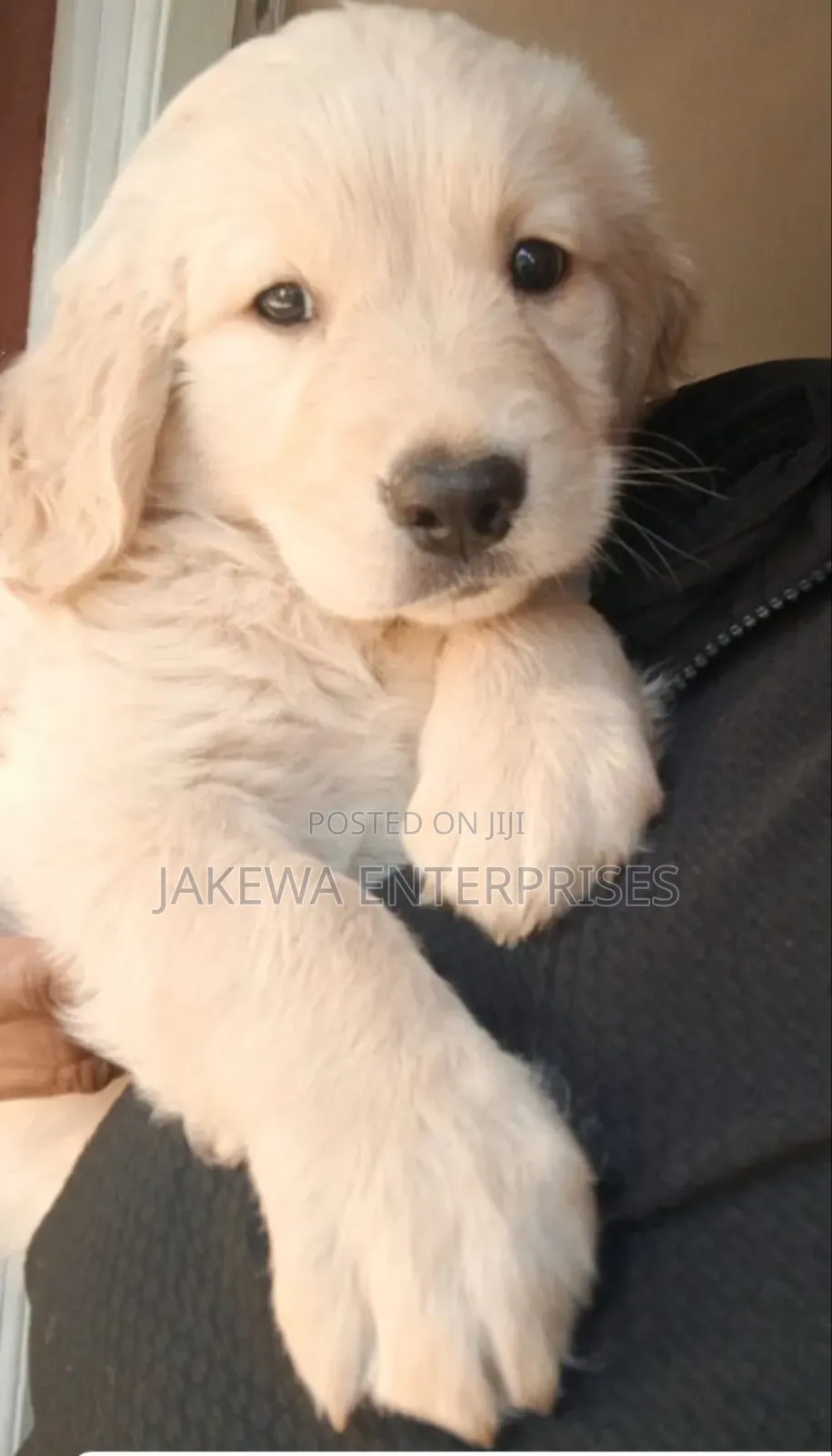 1-3 months Female Purebred Golden Retriever