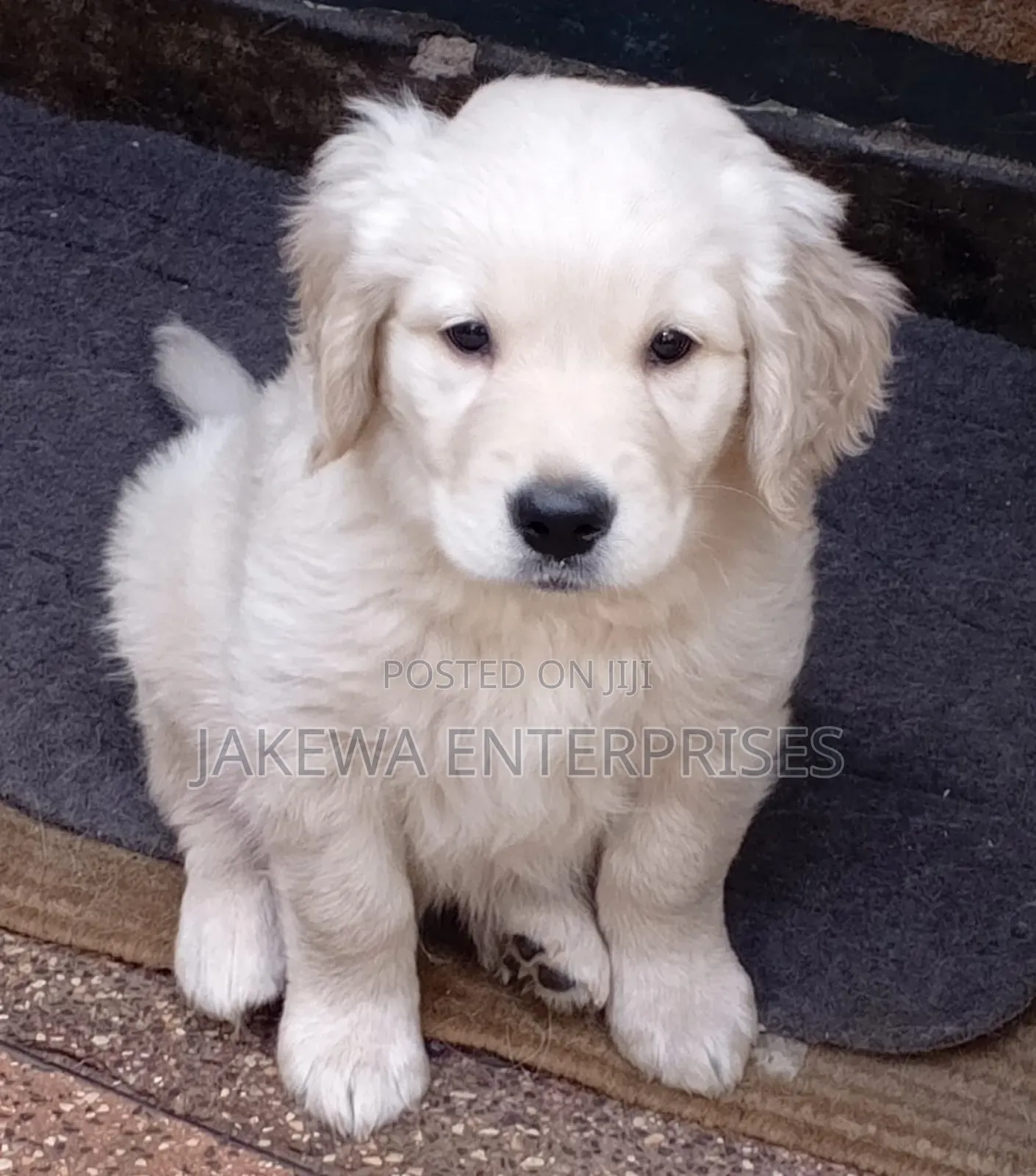 1-3 months Male Purebred Golden Retriever
