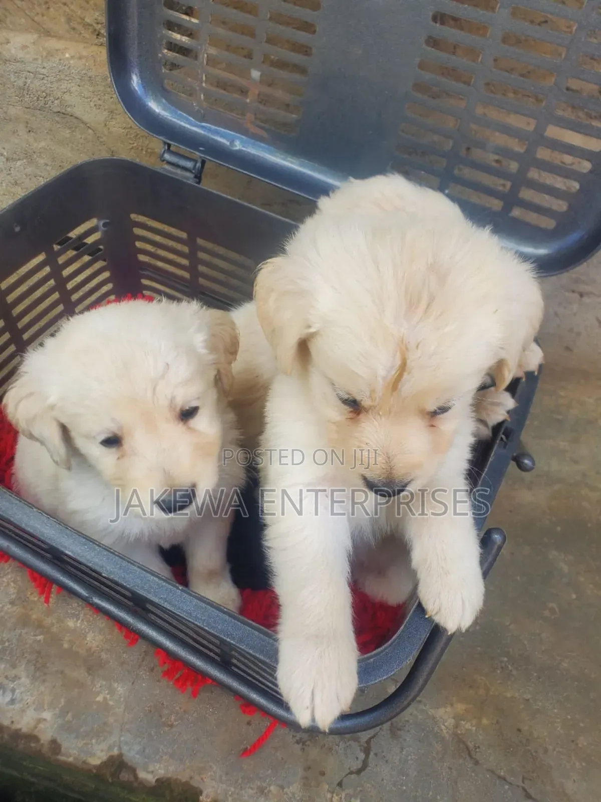 1-3 months Male Purebred Golden Retriever